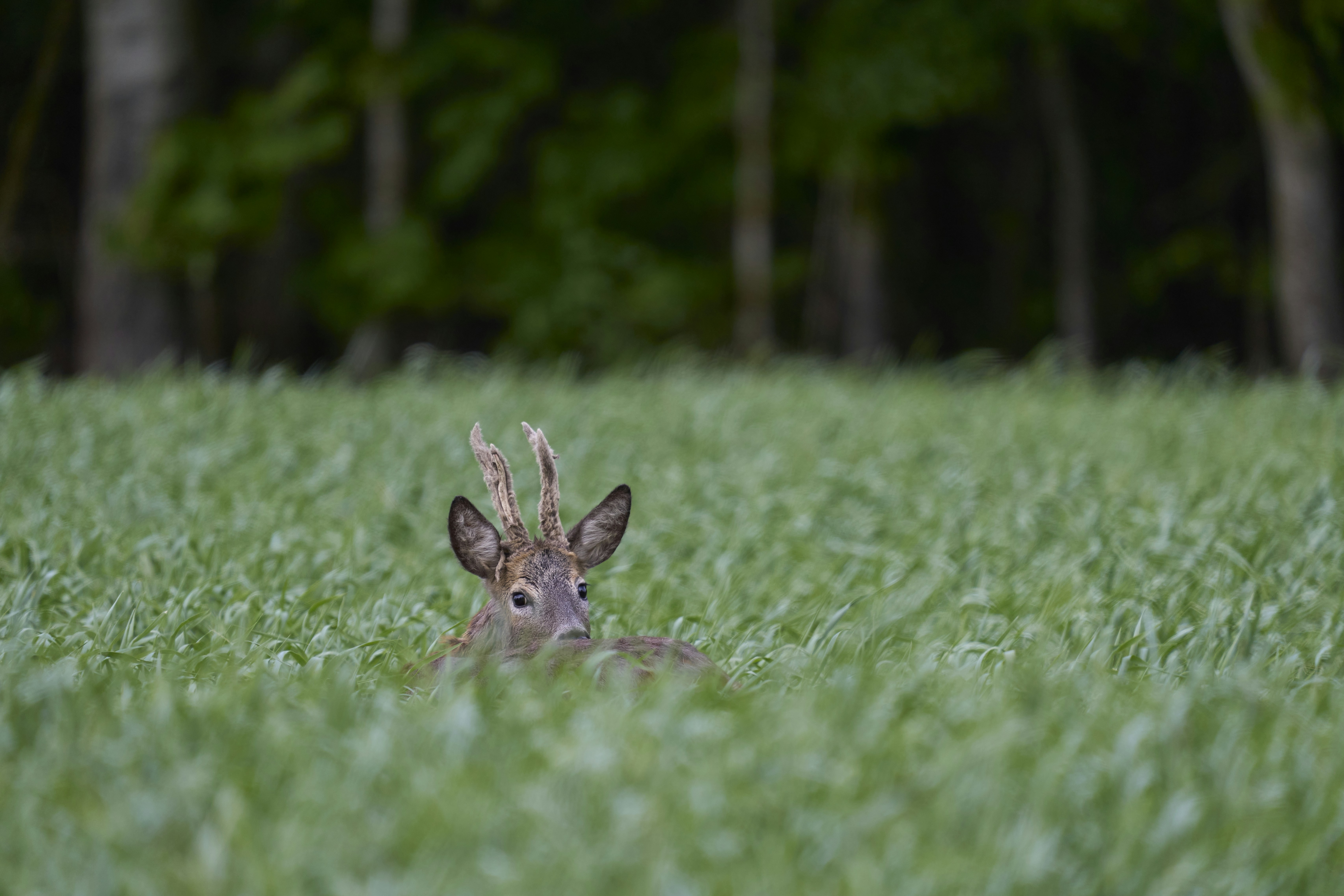 Photo by wolfgang_hasselmann