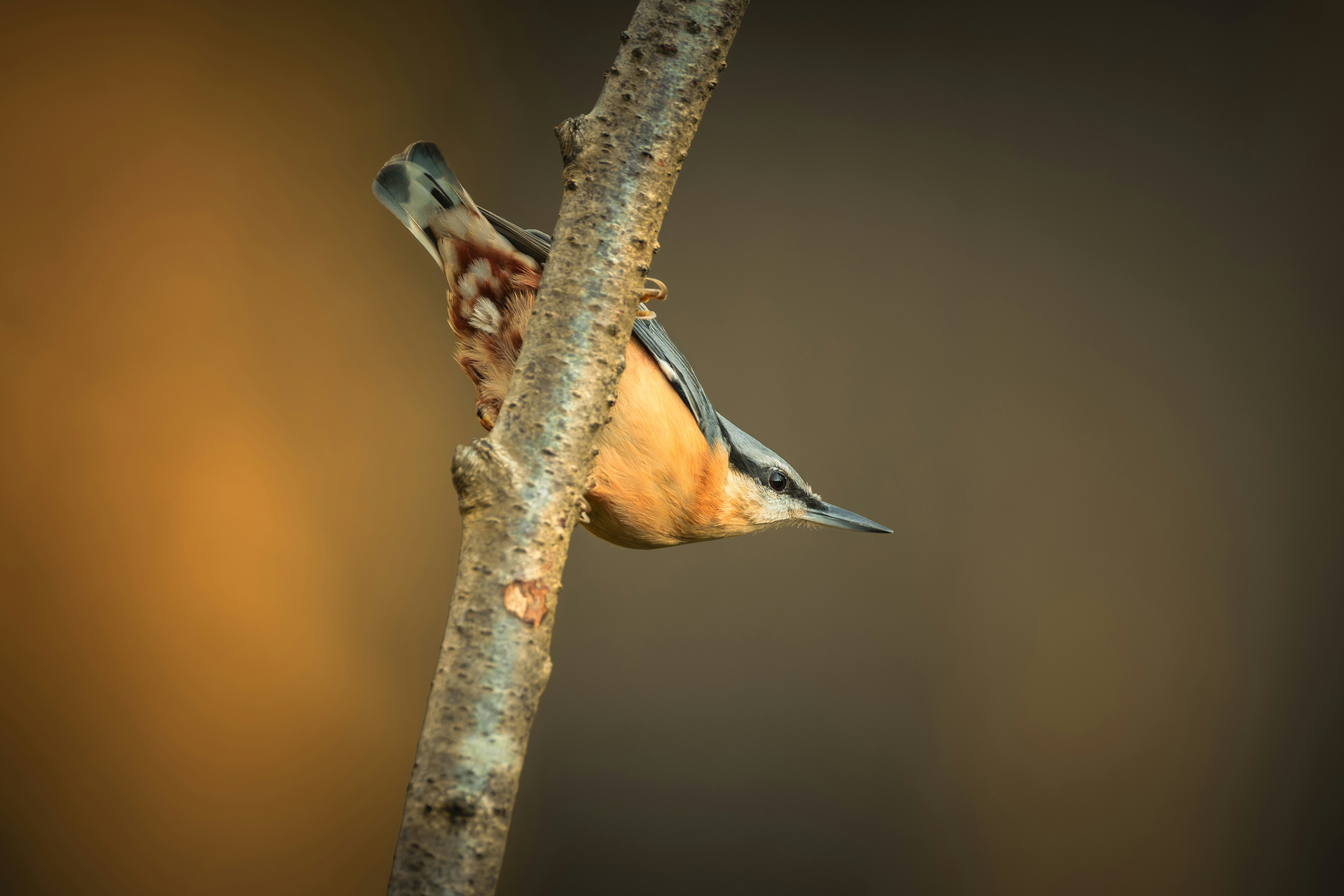 Photo by coombez