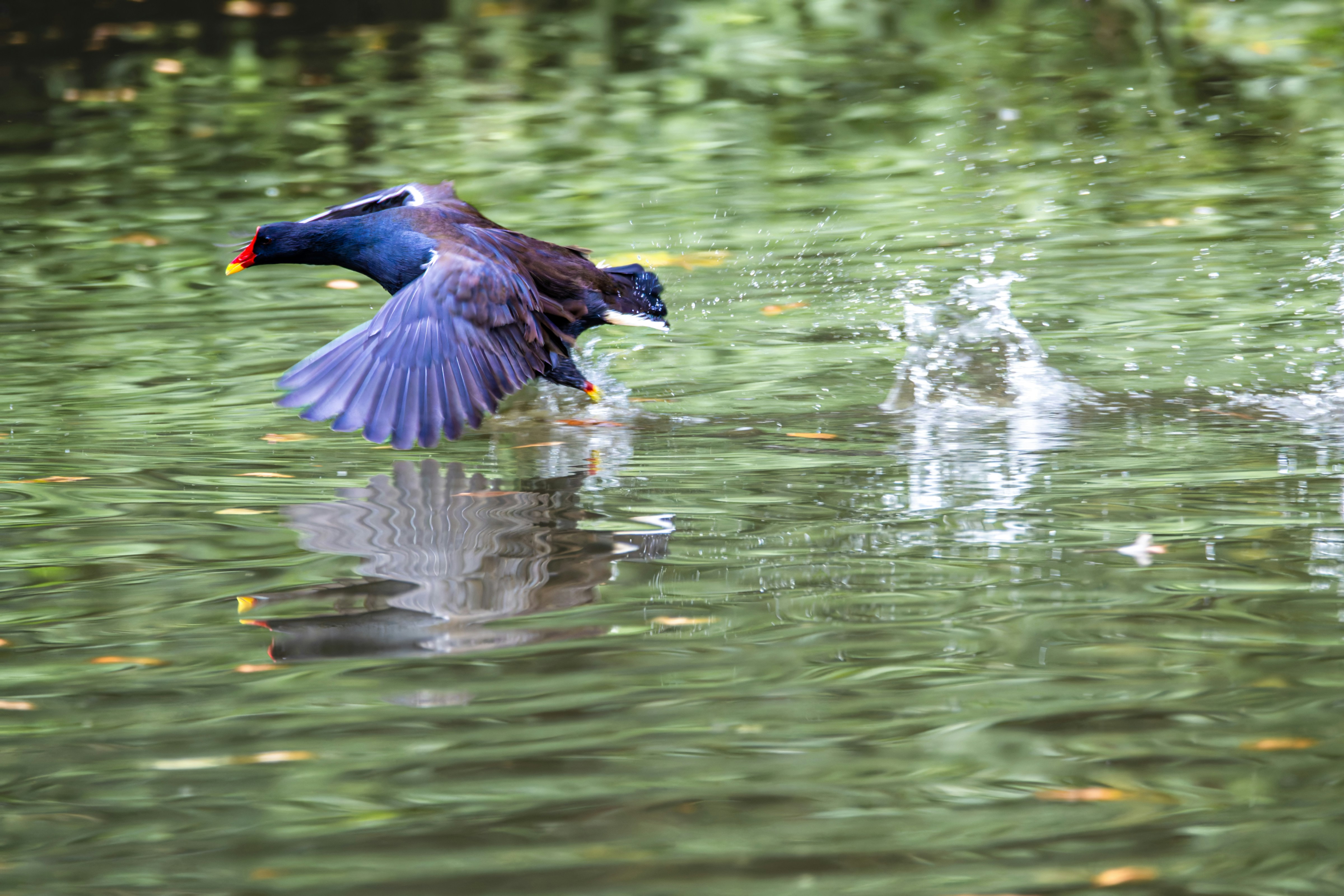 Photo by siegfriedpoepperl