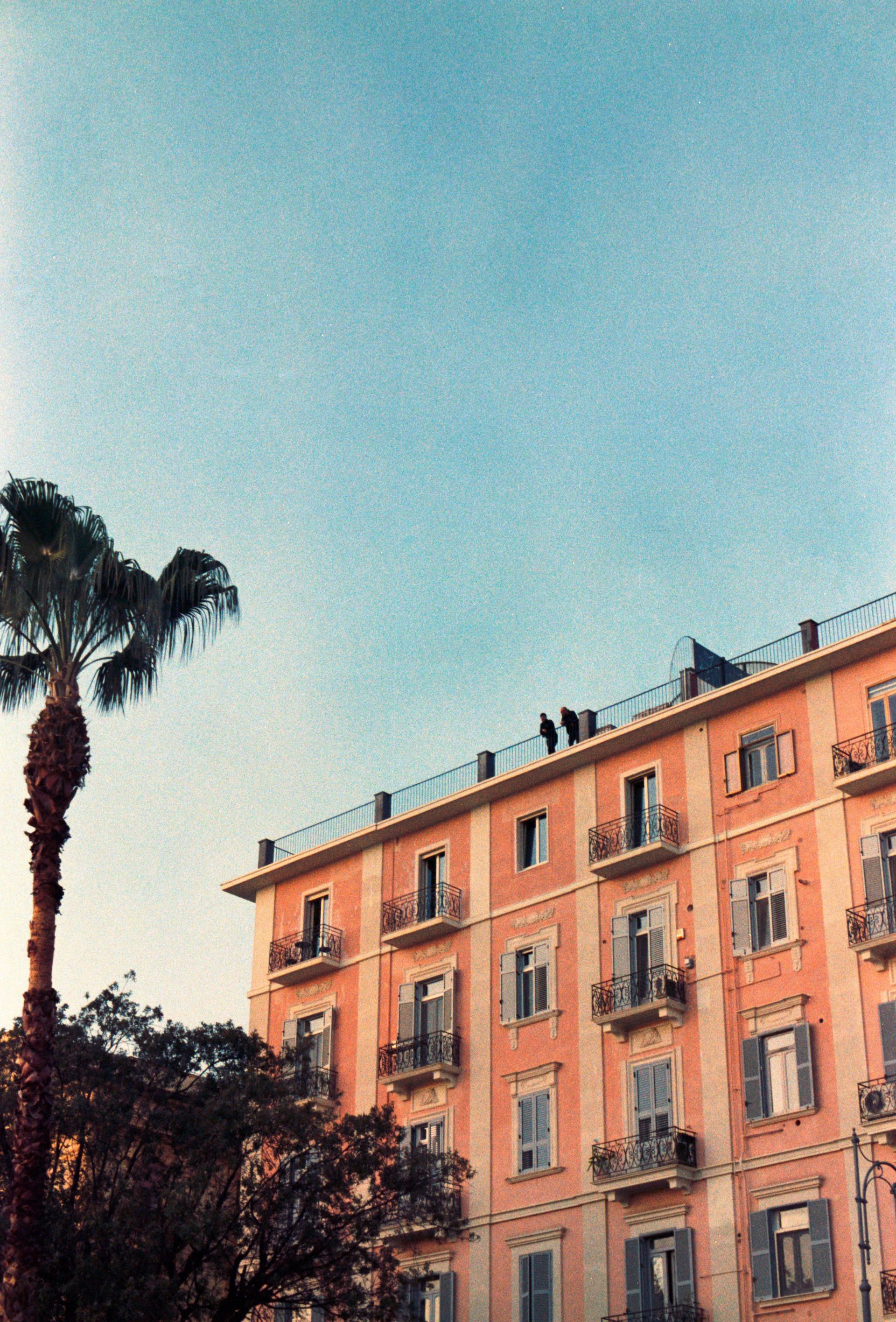 Palm tree and building with people on roof