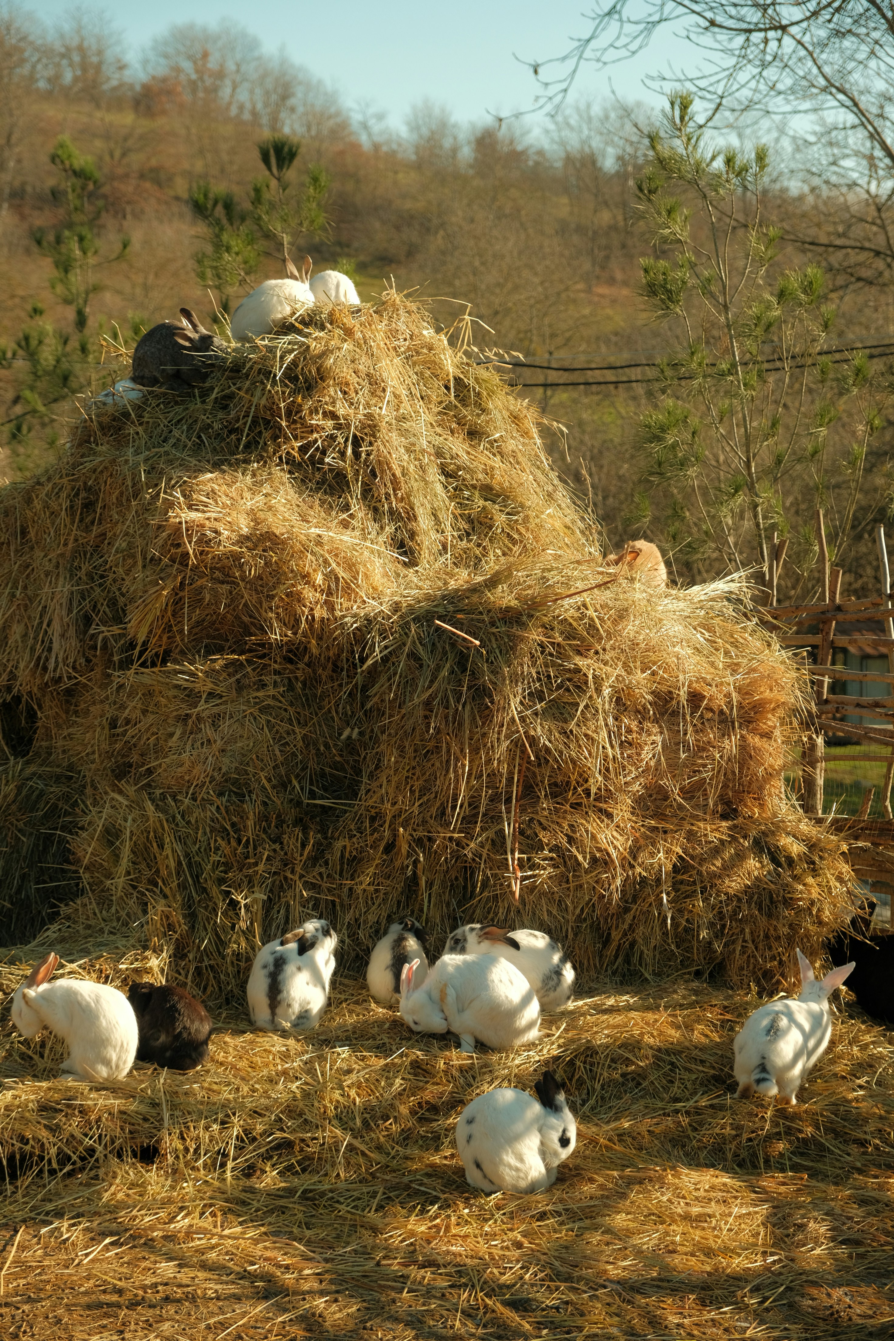 Several rabbits resting on a large haystack in a rustic farm setting