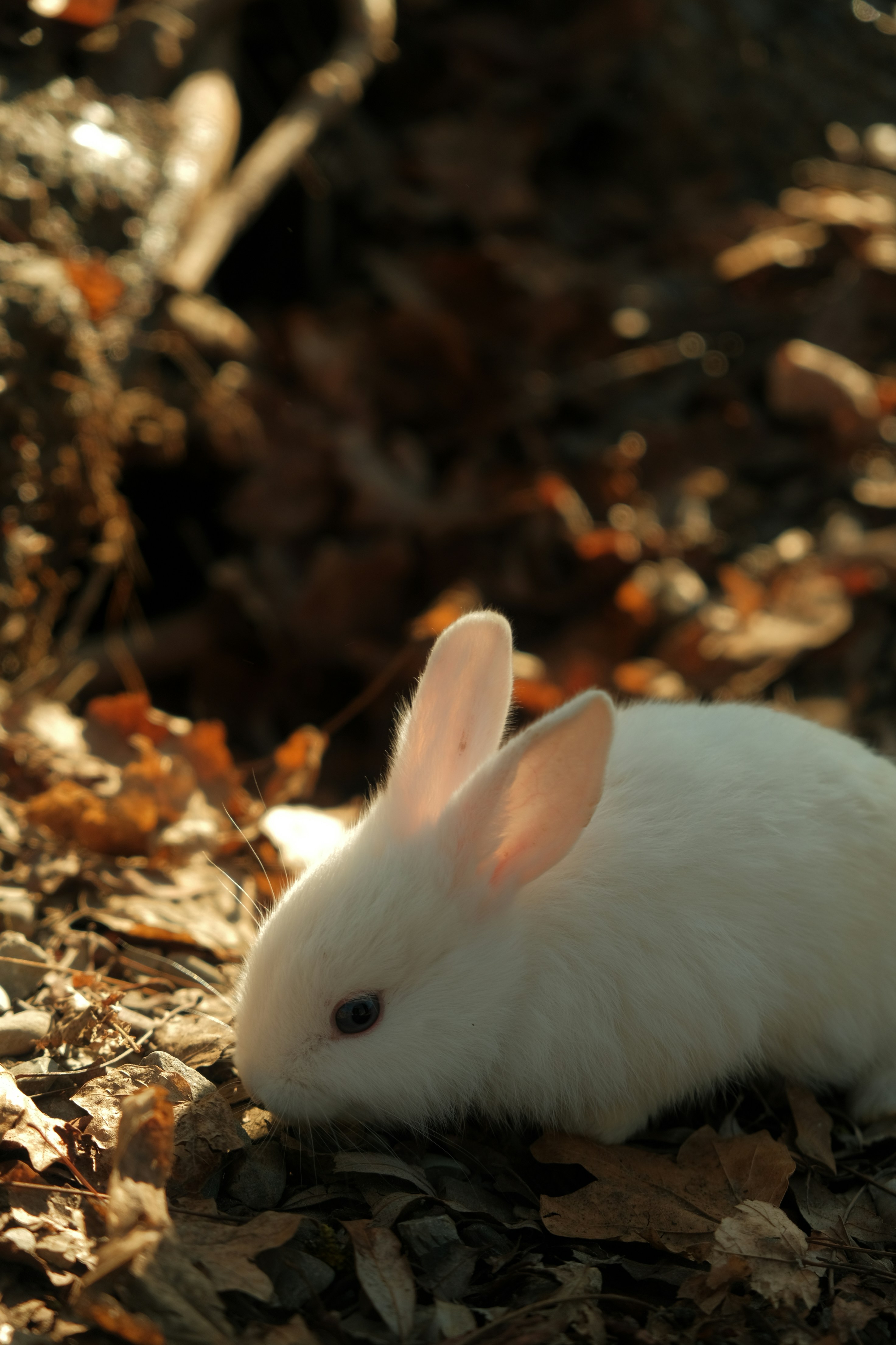 Photo by sarahabilova