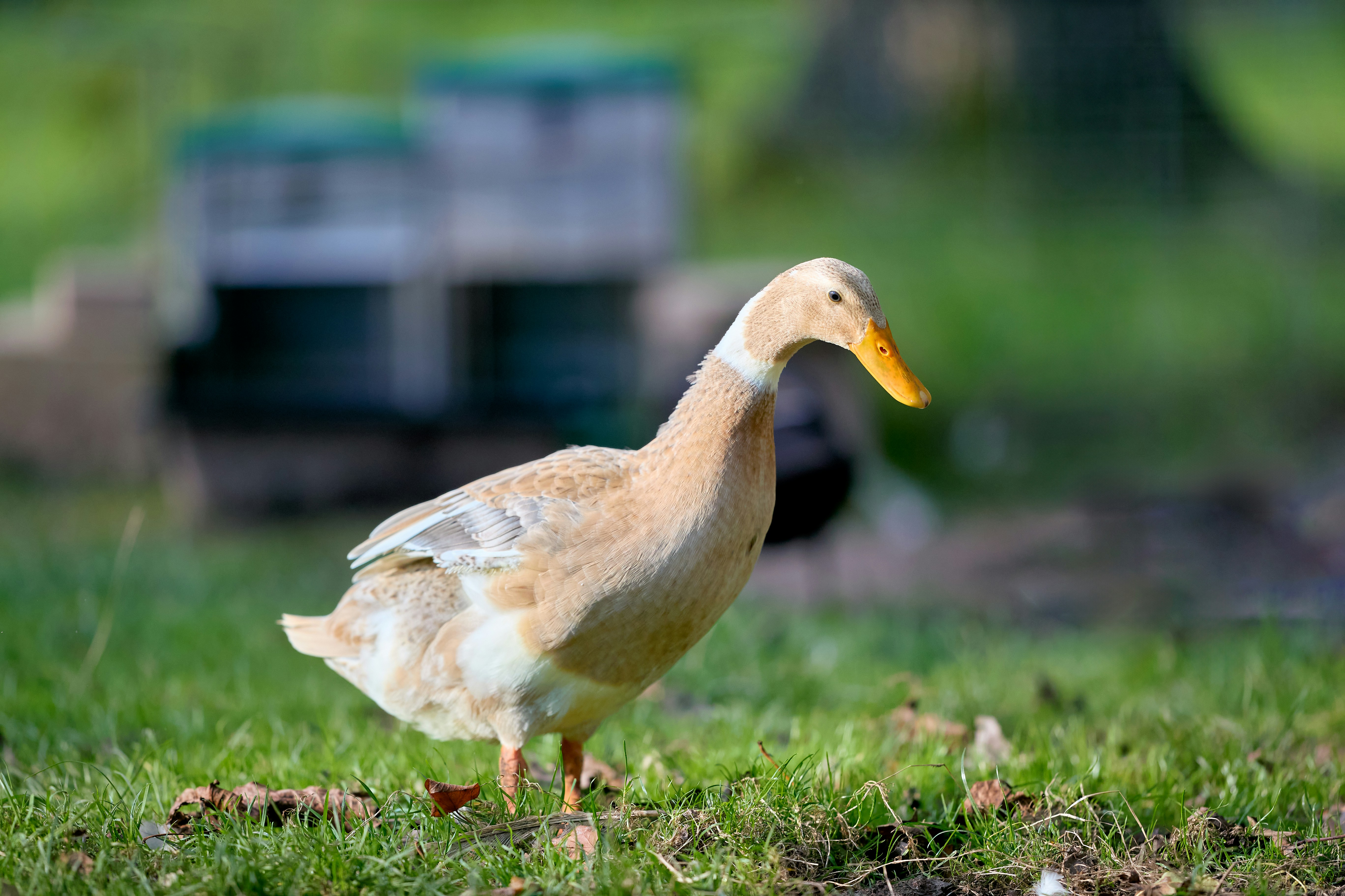 Photo by erwinbosman