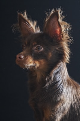 A small brown dog with large ears looks left.