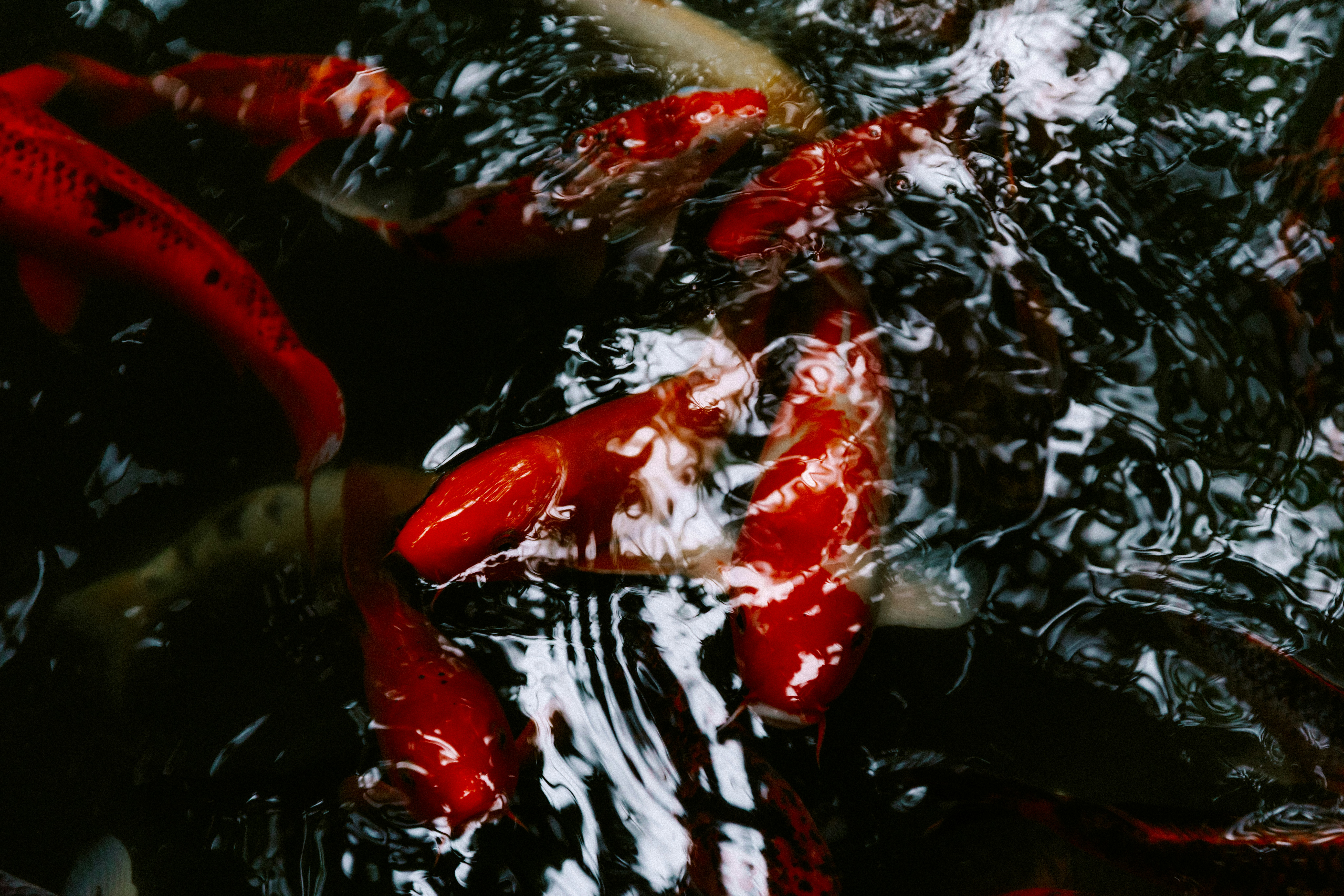 Photo by brookebalentine