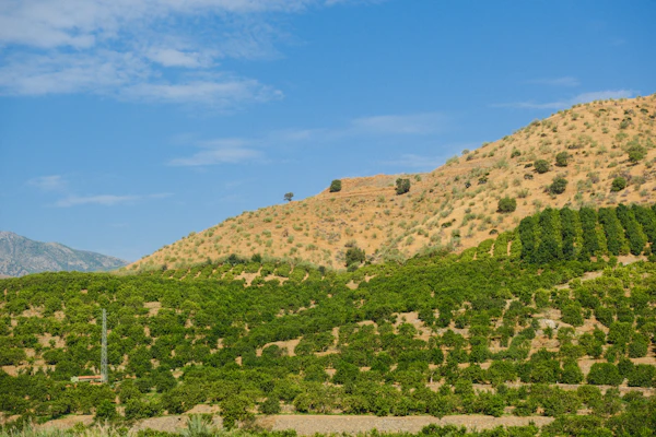 Vignoble de l'appellation Pic Saint-Loup en Languedoc