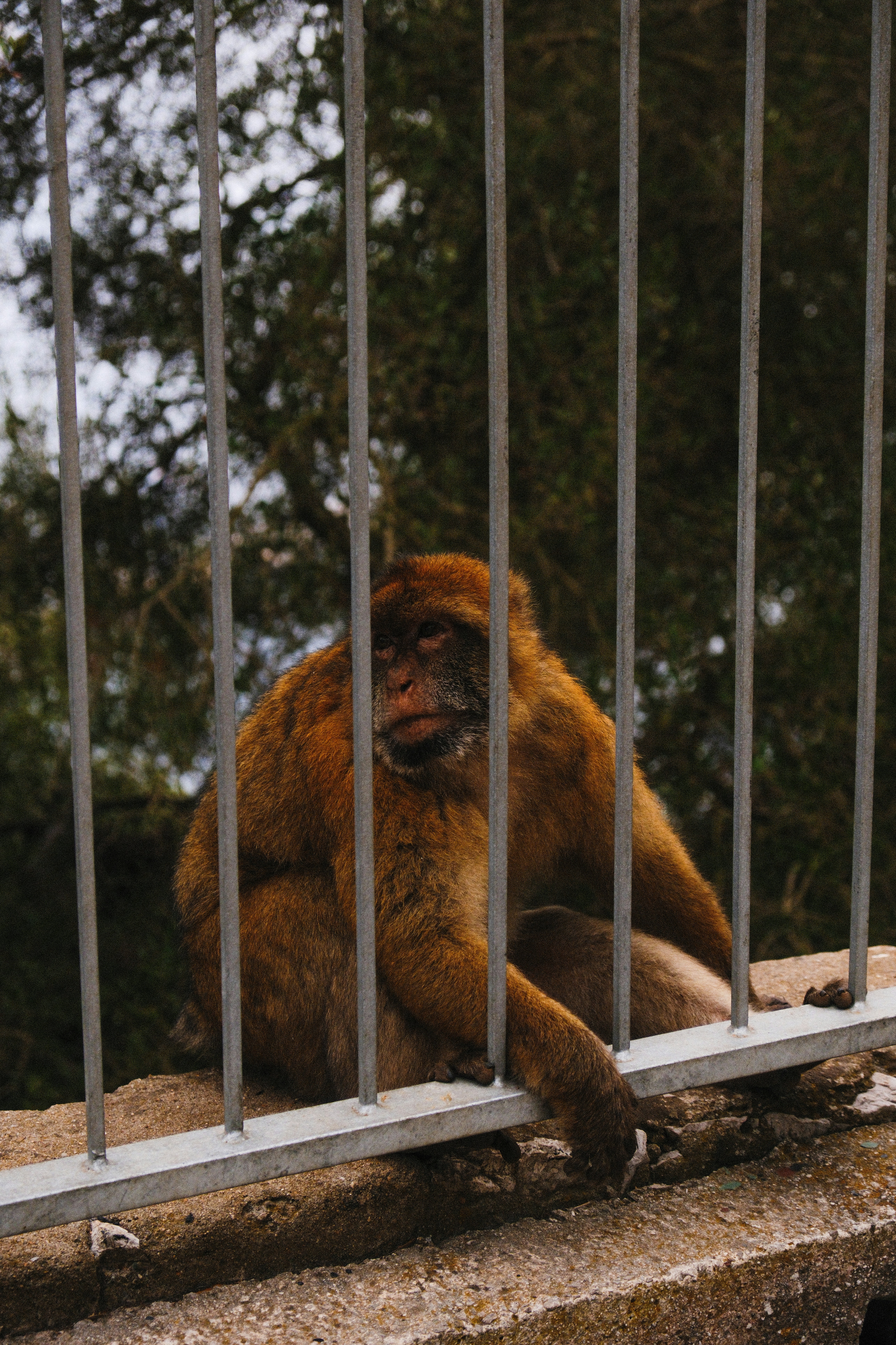 A monkey sits behind metal bars outdoors.
