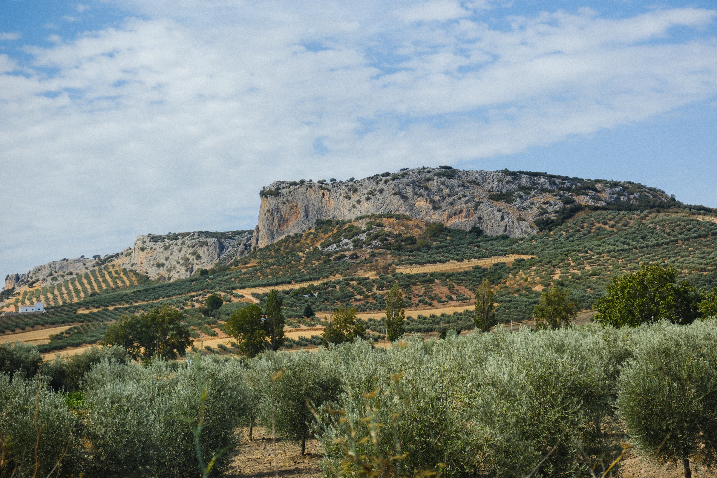 Andalusian olive grove and sierra landscape