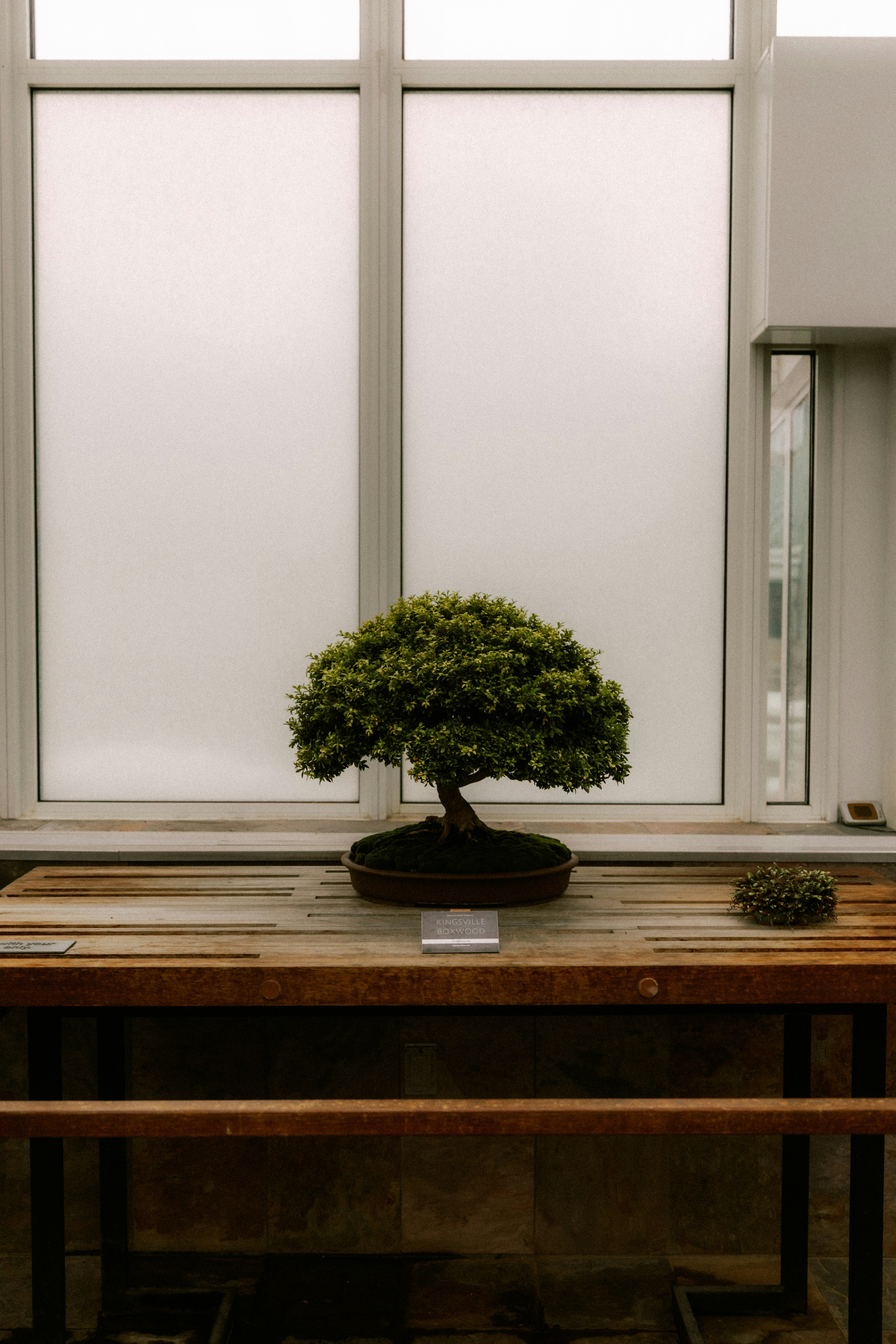 A small green bonsai tree in a brown ceramic pot on a wooden table