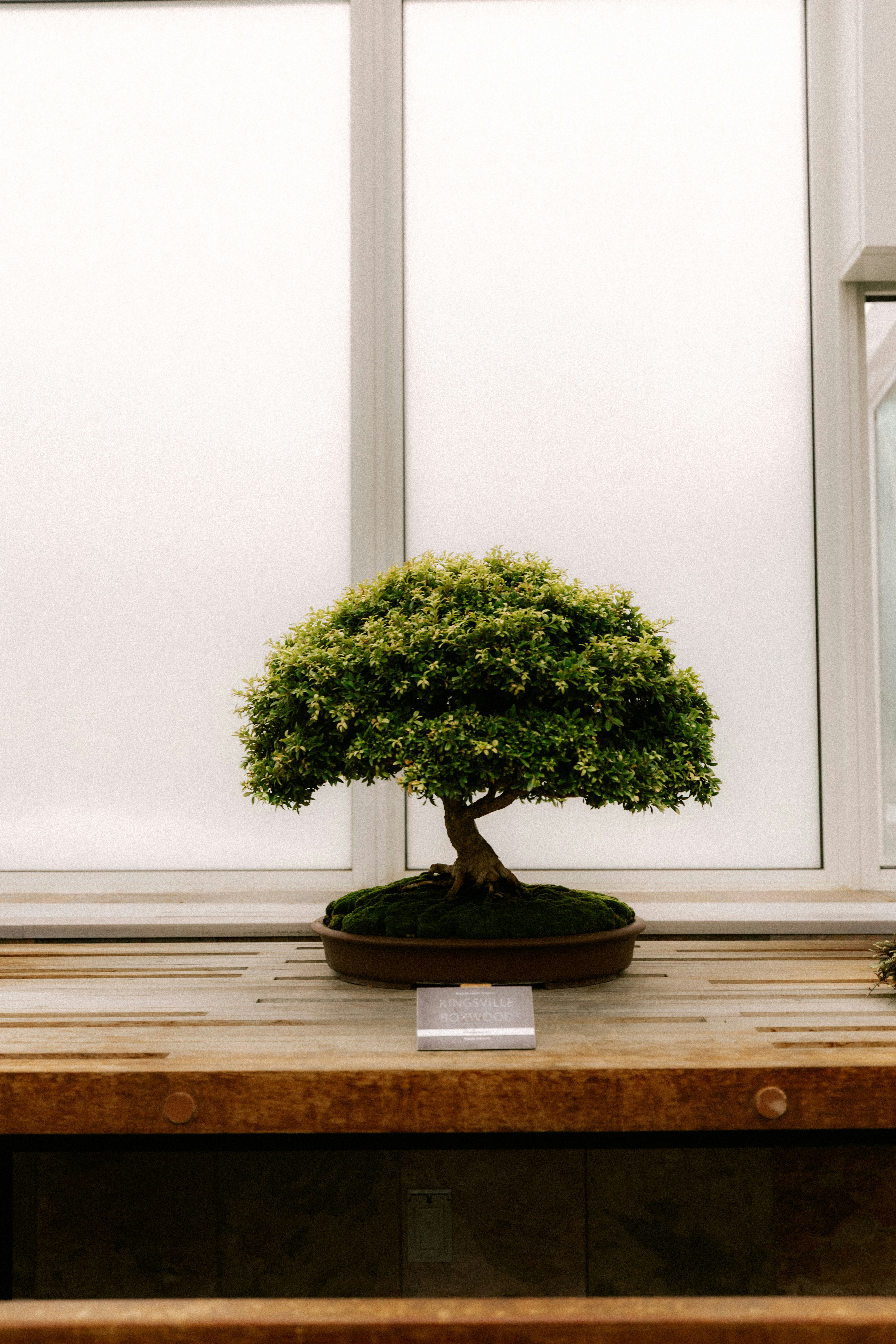 A small, lush green bonsai tree in a shallow brown pot, sitting on a wooden table in front of a bright window