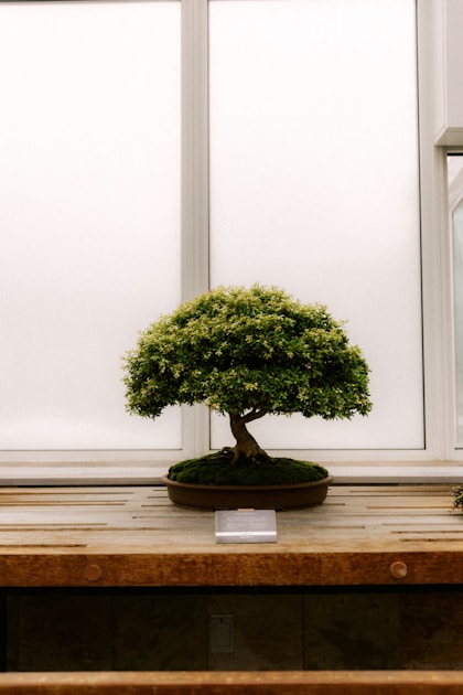 Bonsai substrat akadama lava und bimsstein im vergleich: step-by-step visual example