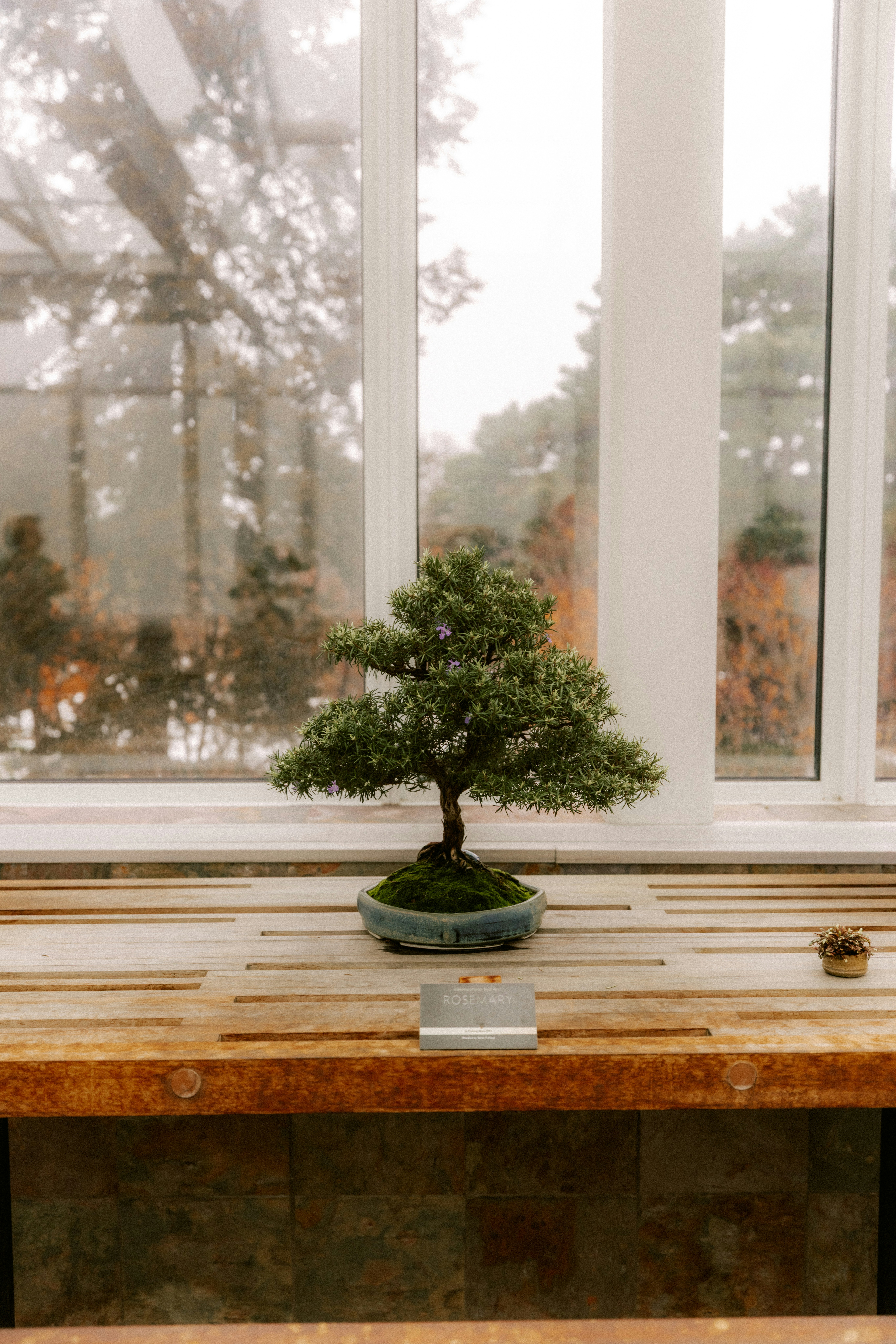 a small rosemary bonsai plant with tiny purple flowers on a windowsill