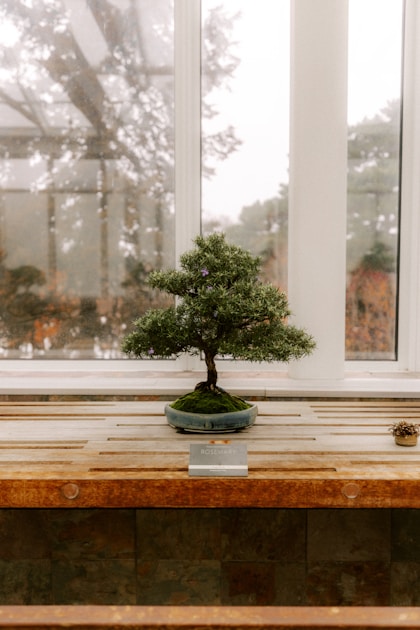 Indoor bonsai die 7 besten arten fuer die wohnung: practical guide overview