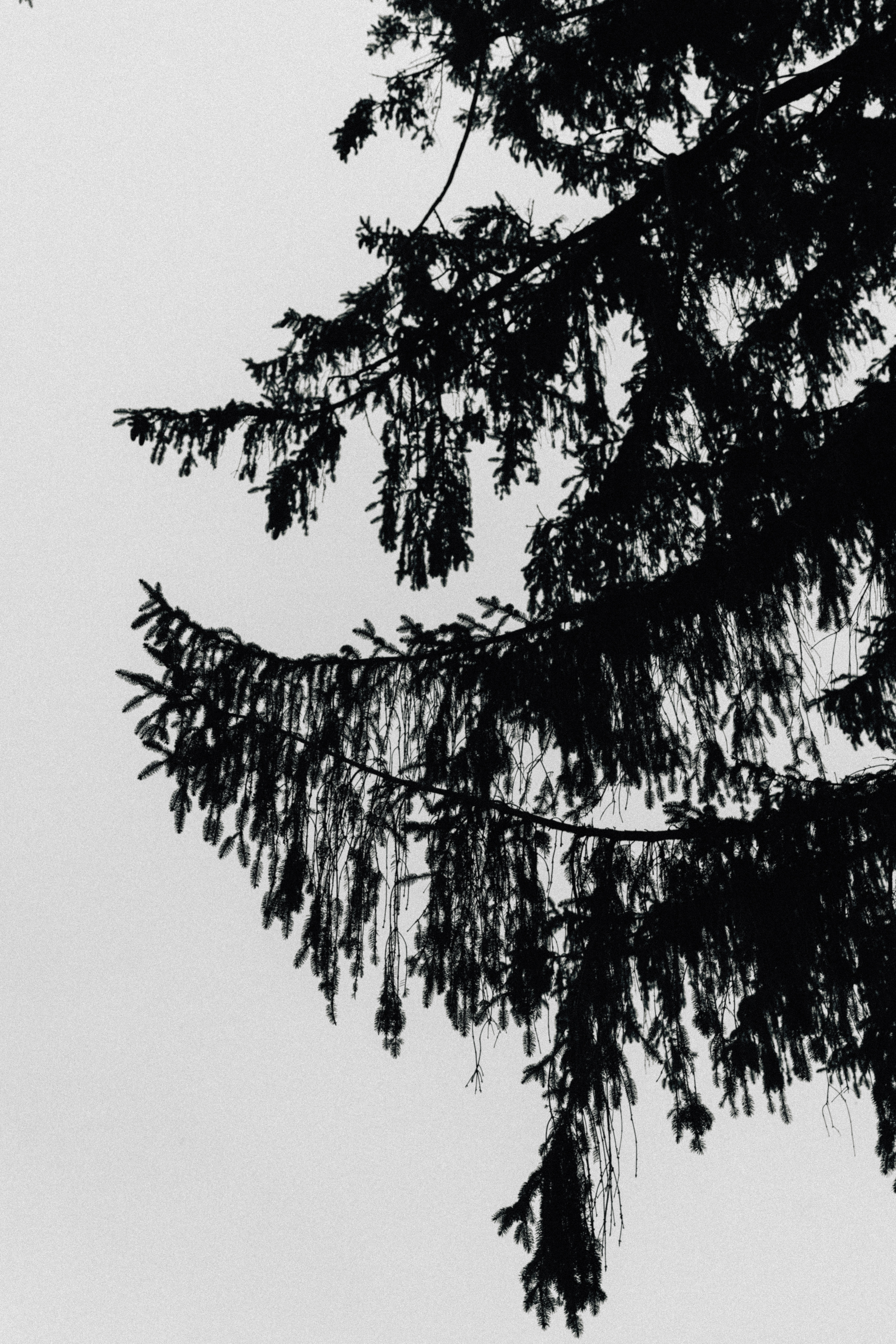 Silhouette of evergreen tree branches against a pale sky