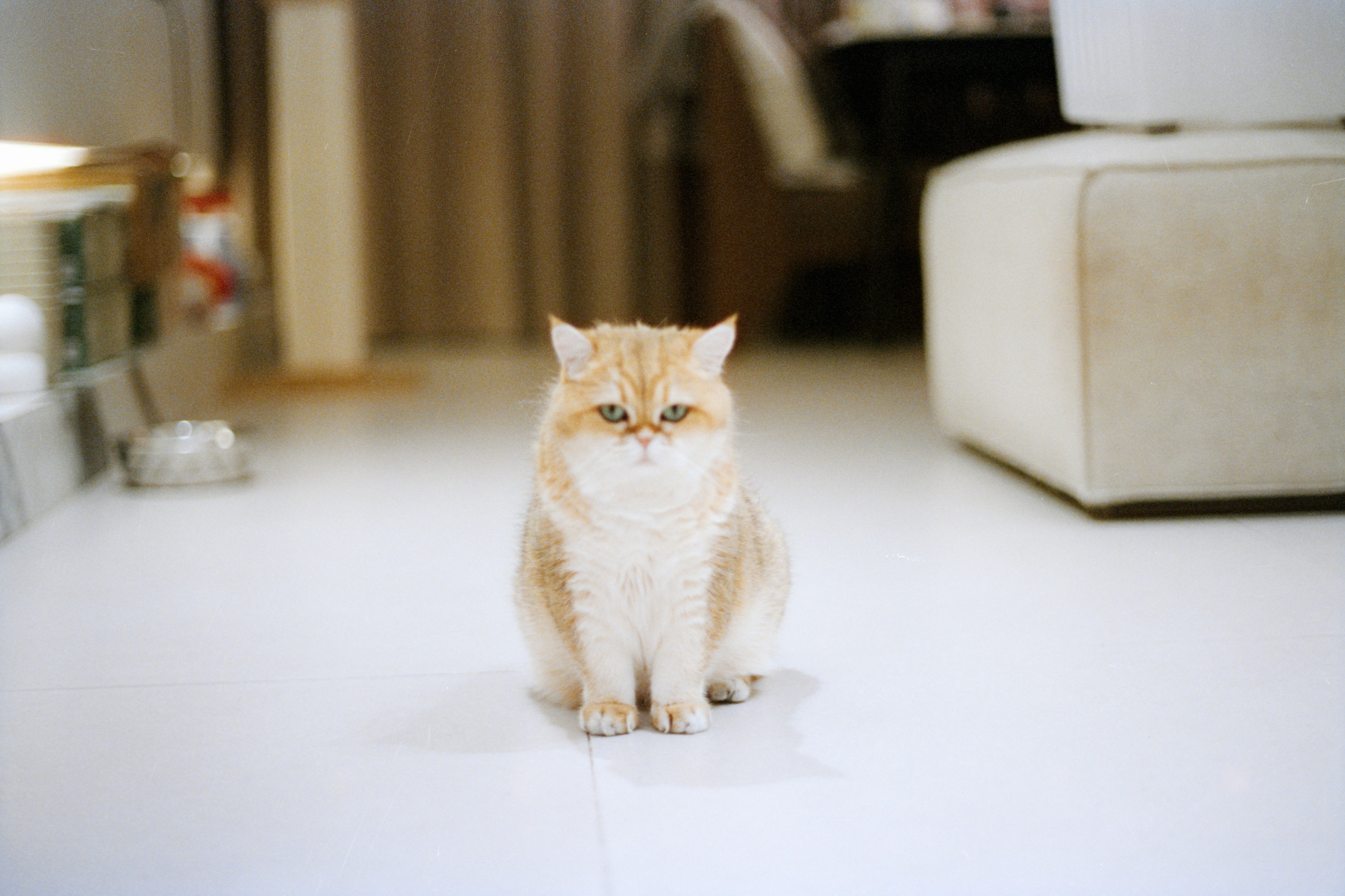 A fluffy golden cat sits on a white floor.