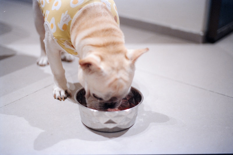 Dog wearing a yellow shirt eating from a food bowl with balanced meal