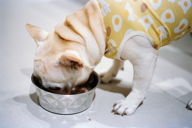 French bulldog enjoying food from a stainless steel bowl