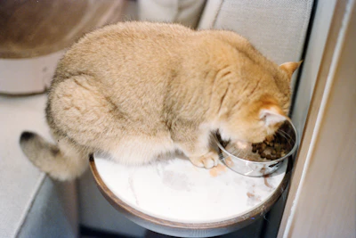 A fluffy golden cat eating from a metal bowl.