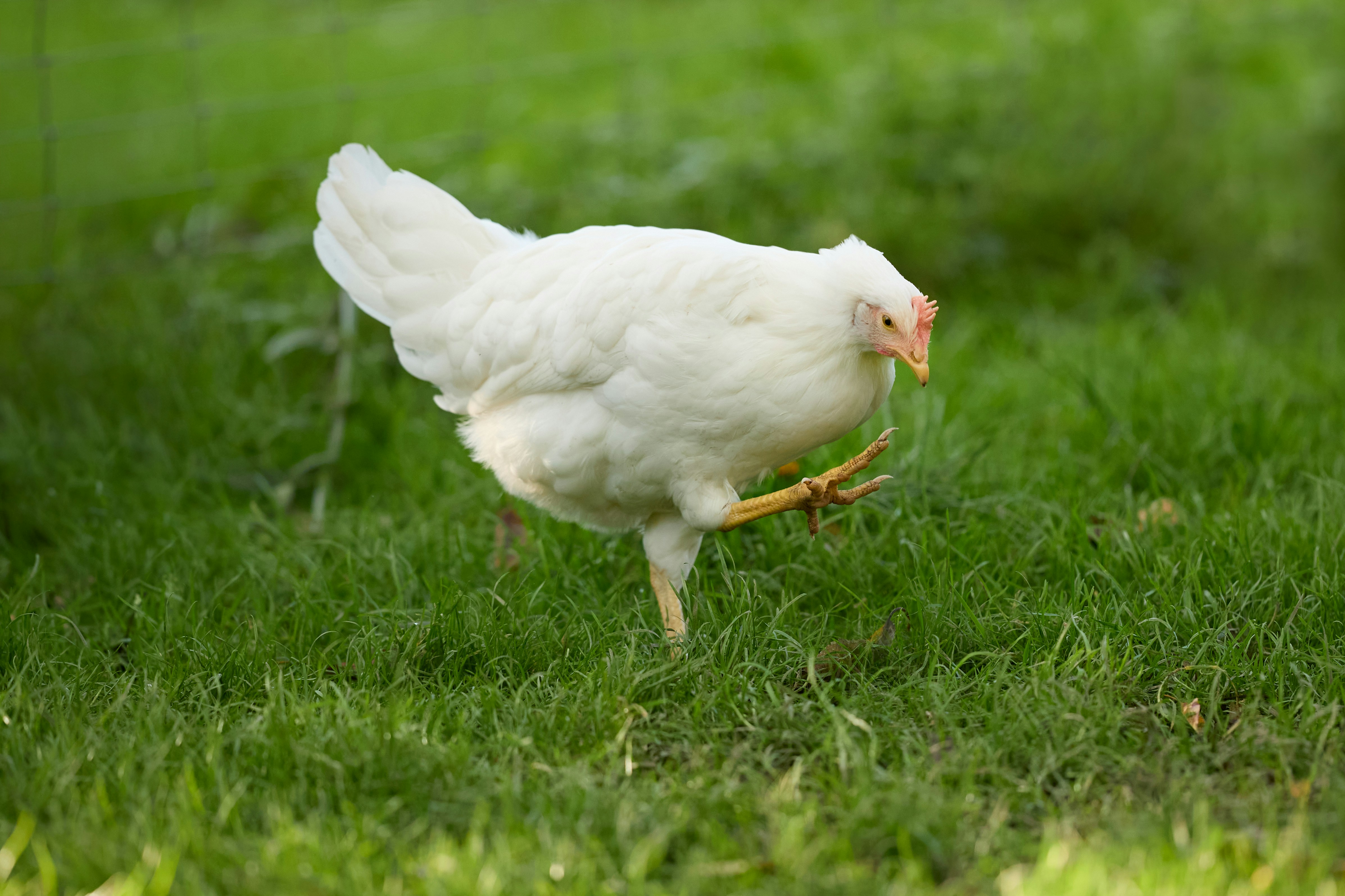 Photo by erwinbosman