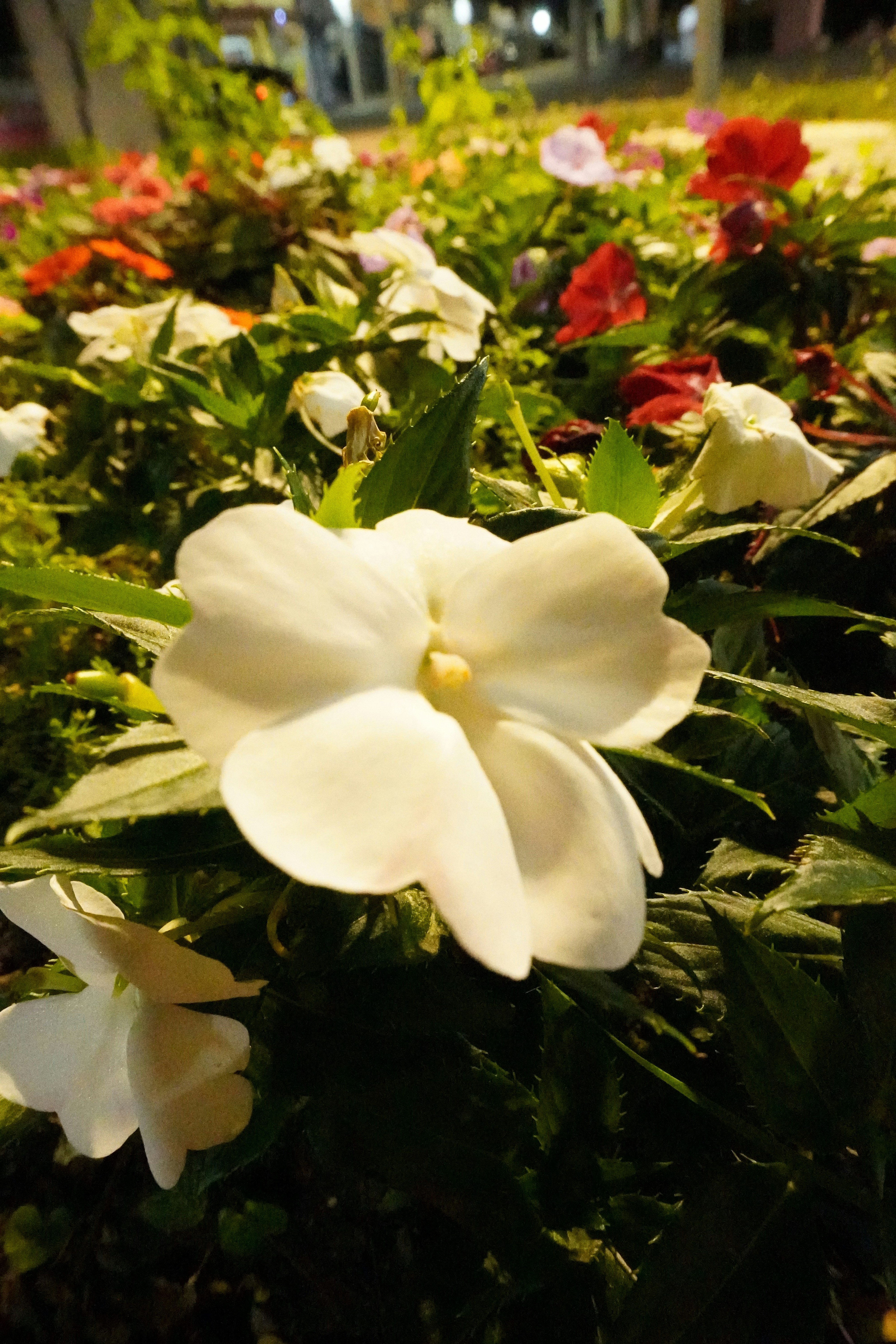 White flower
