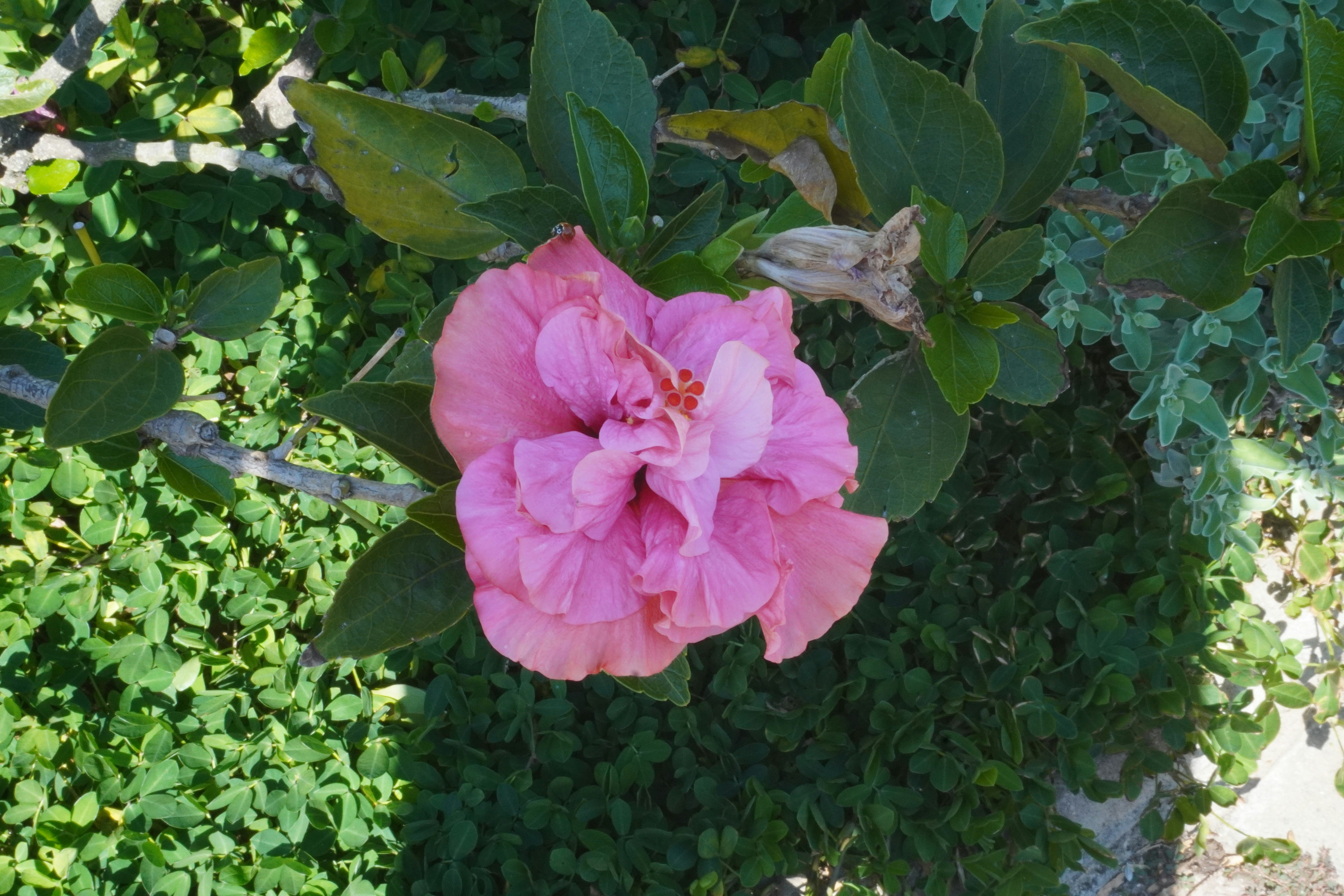 Pink flower
