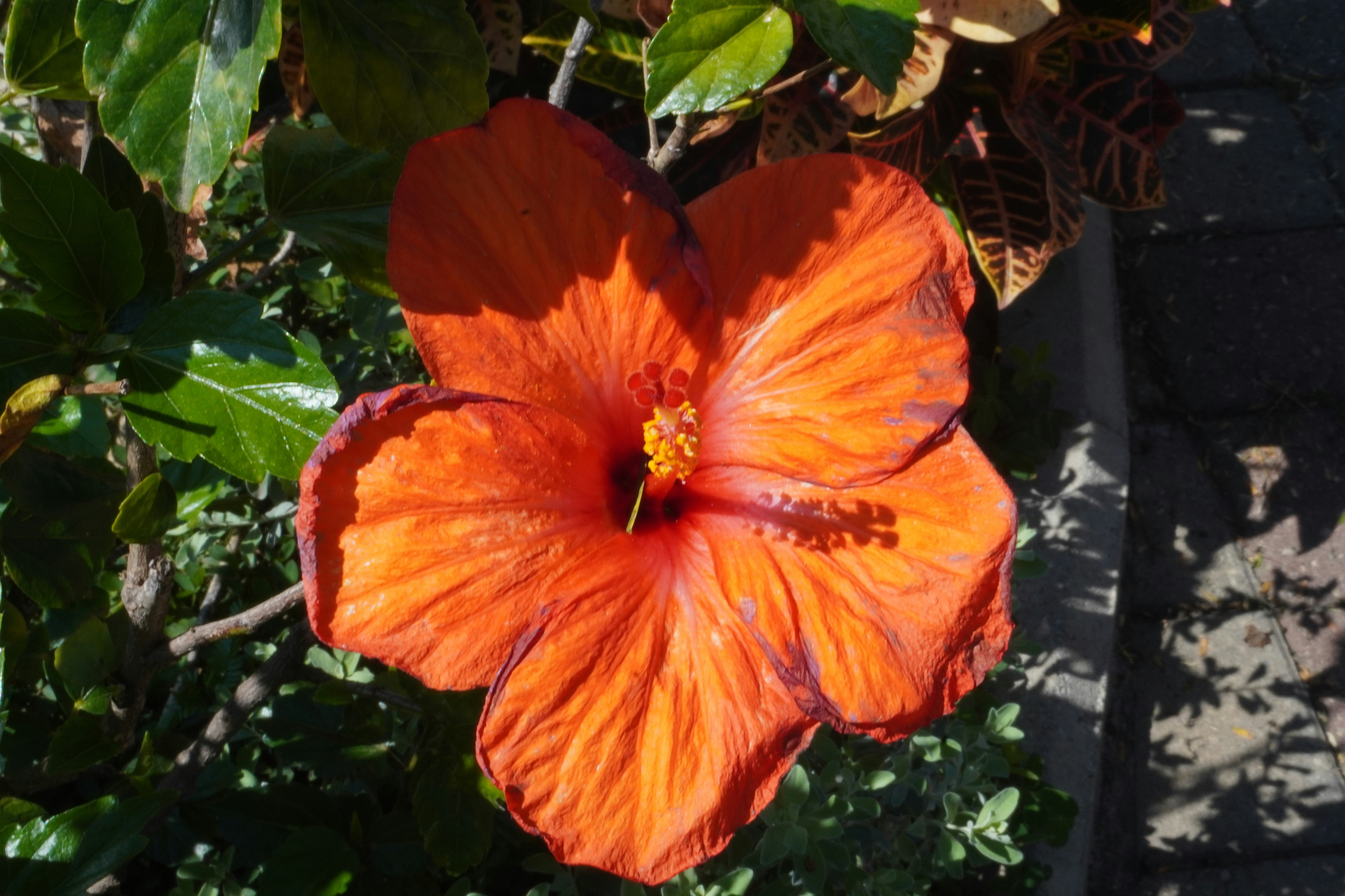 Orange flower
