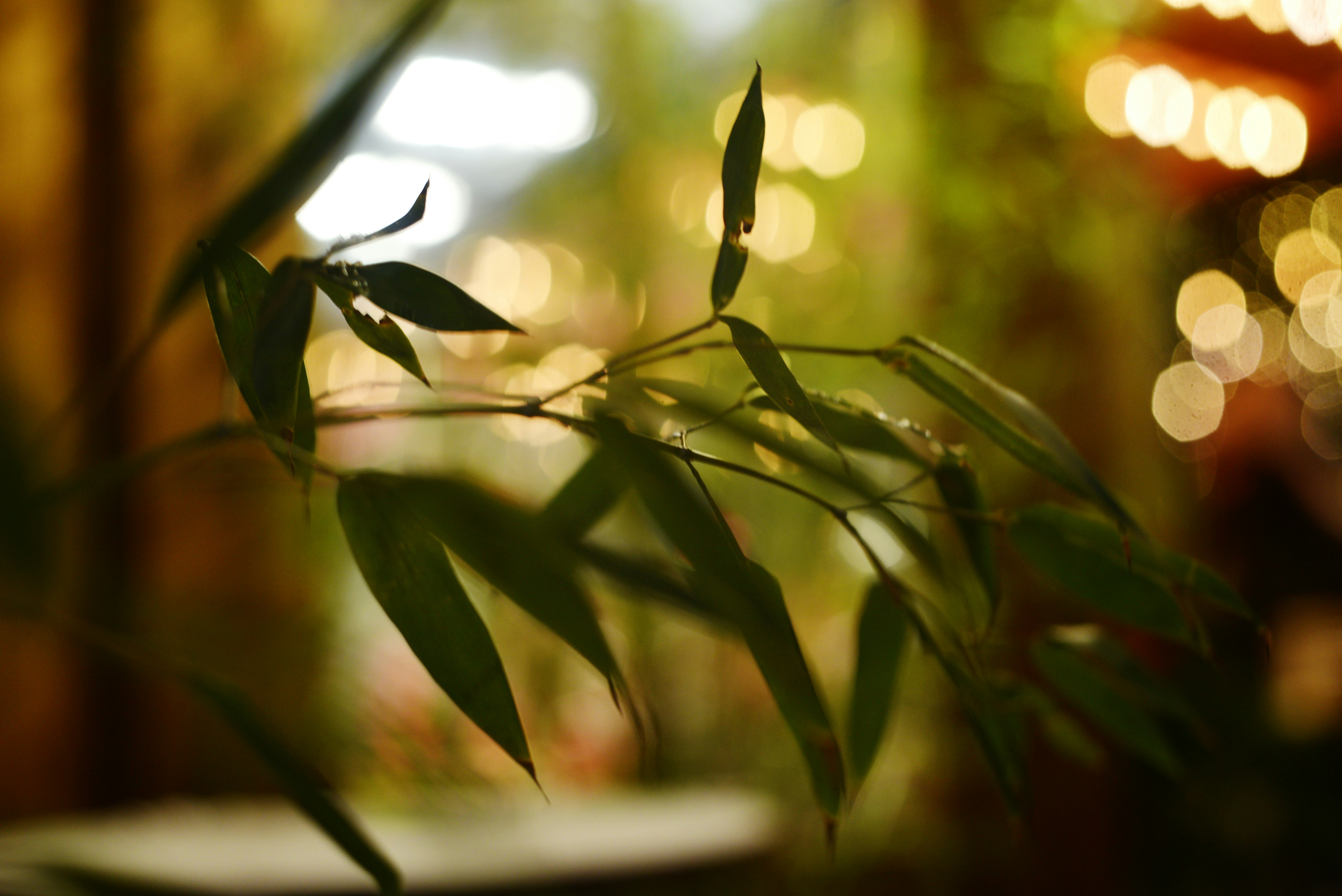 Photo by cherstve_pechivo