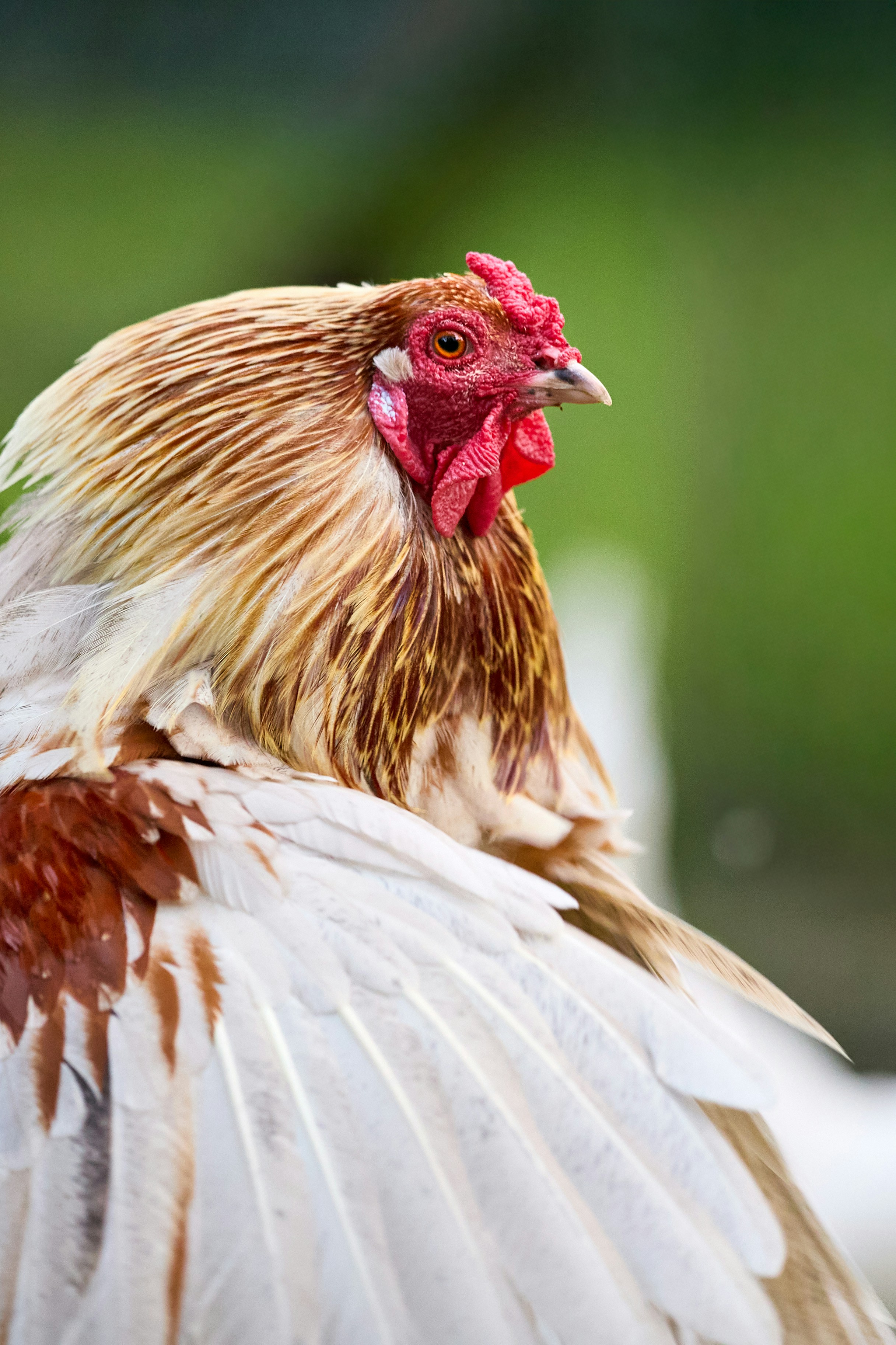 Photo by erwinbosman