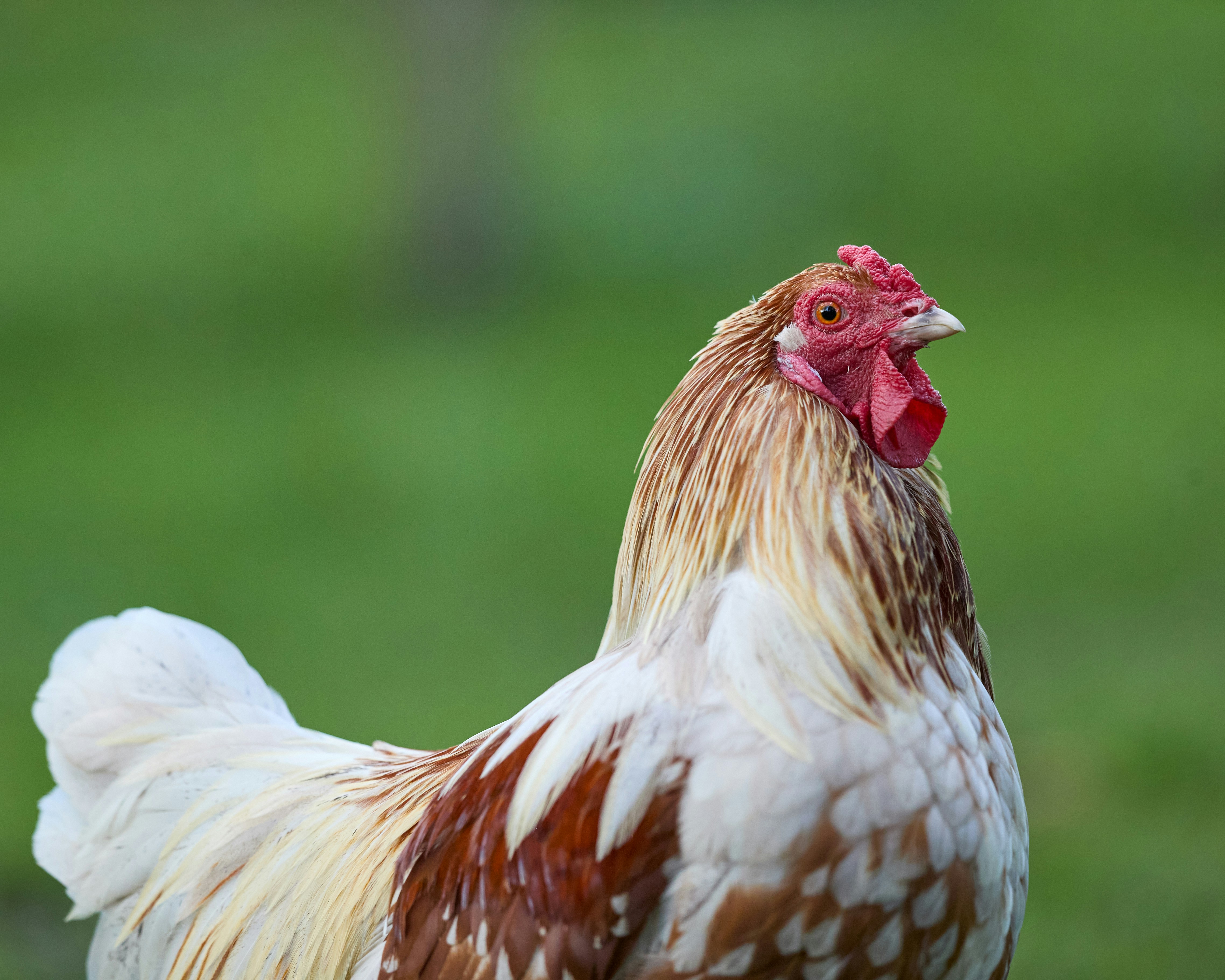 Photo by erwinbosman