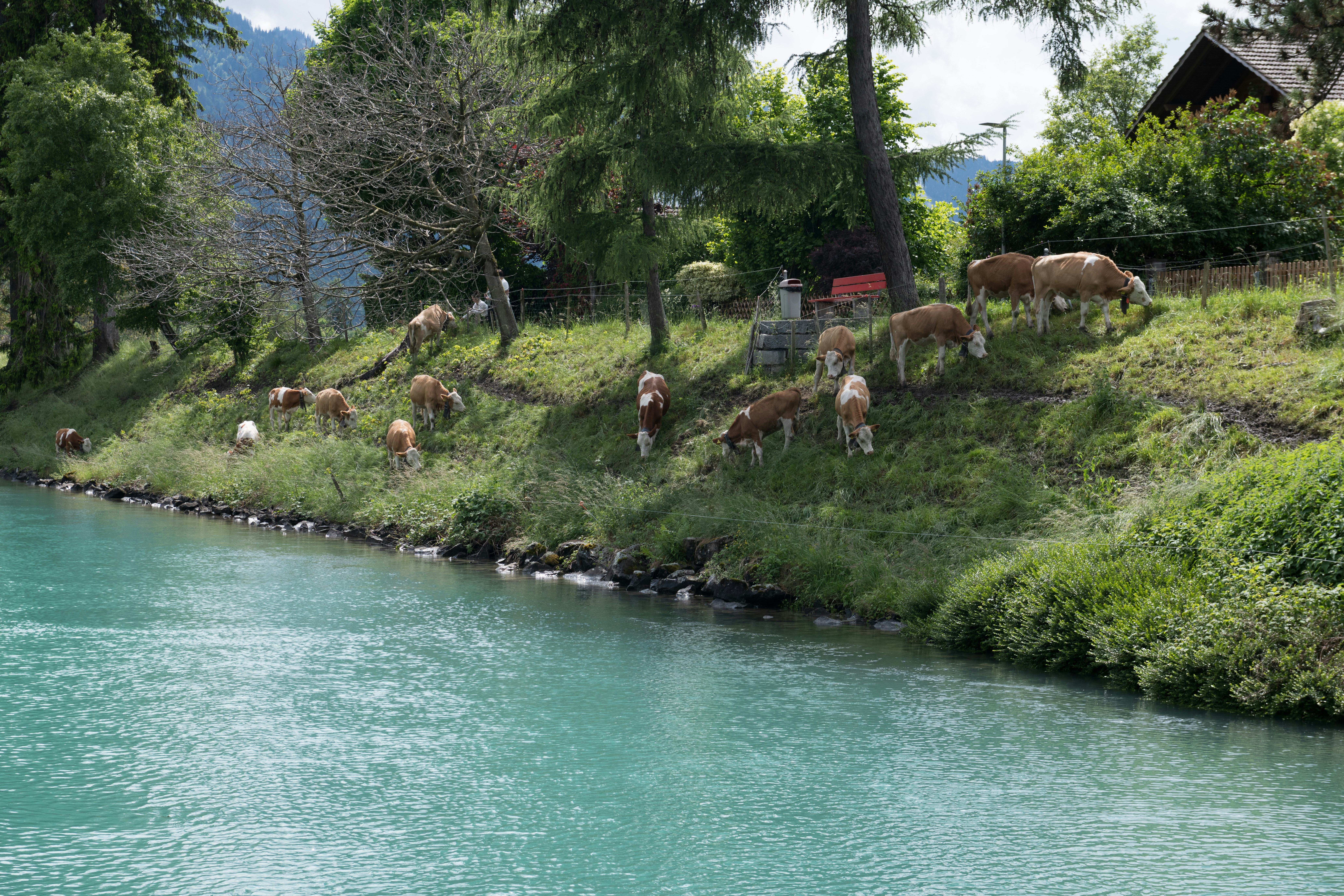 Cows grazing on a grassy hillside by a turquoise river.