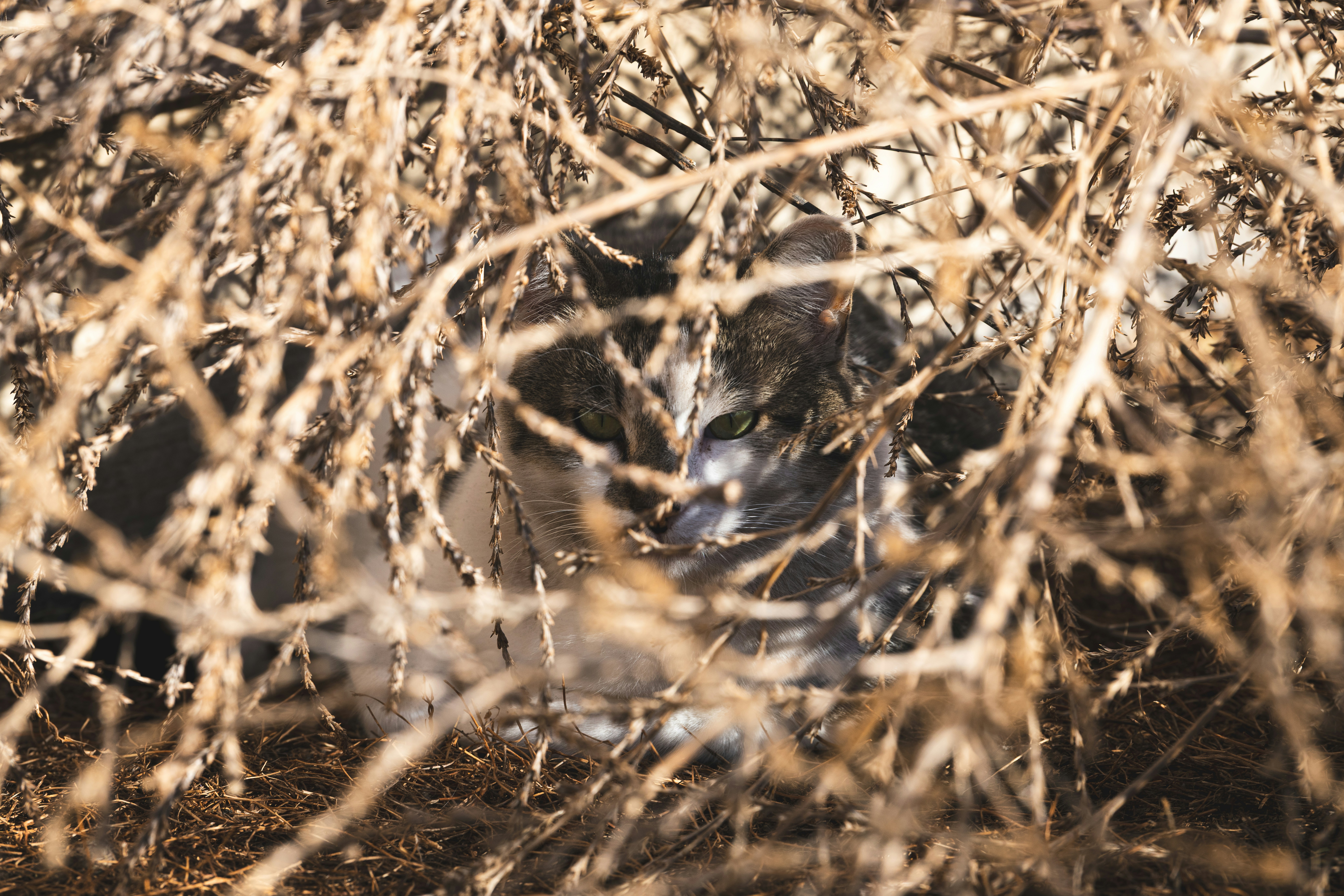Ein kleines graues Kaninchen versteckt sich im trockenen Gras