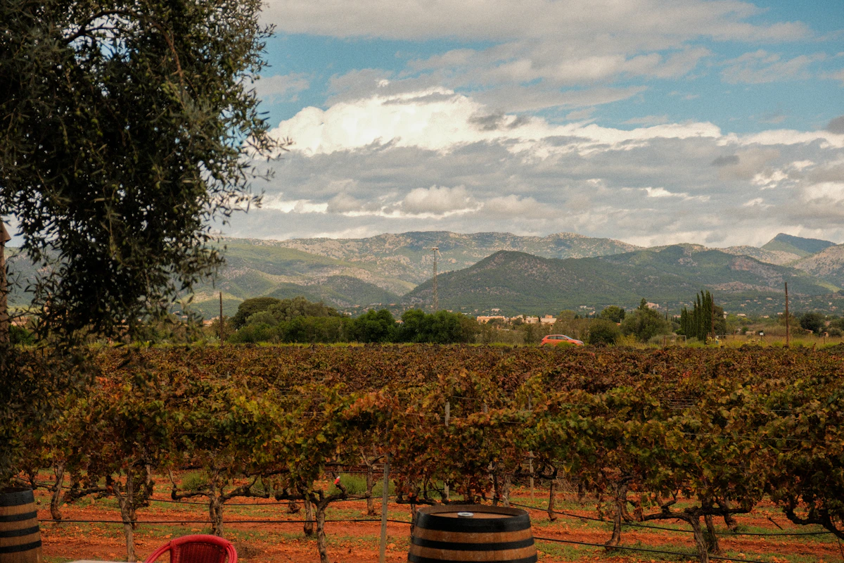 Rioja vineyard with distant mountains
