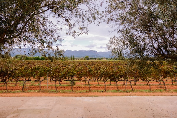 Rioja Spain vineyard landscape