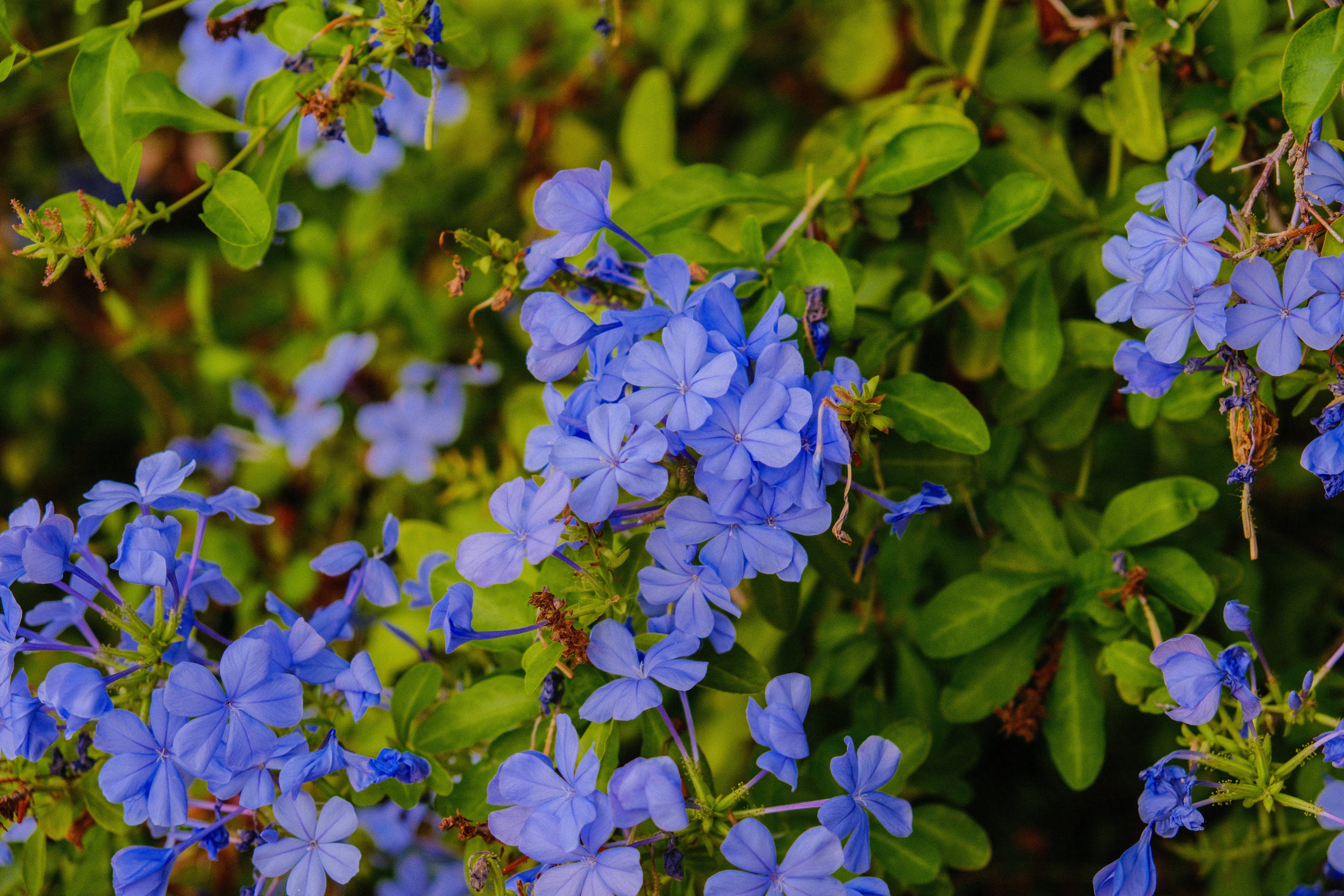 Photo by alexispresa