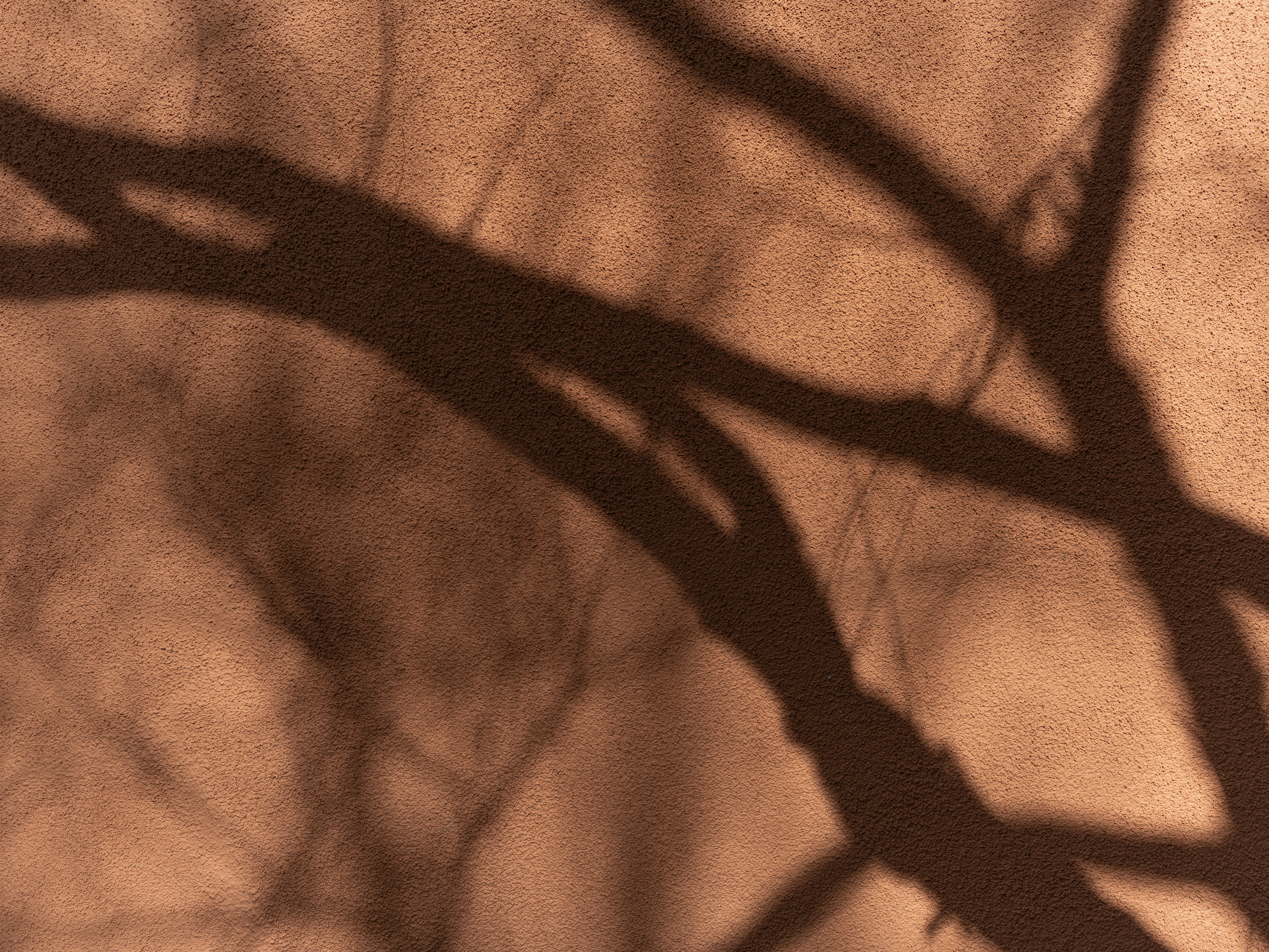 Shadows of tree branches on a textured wall