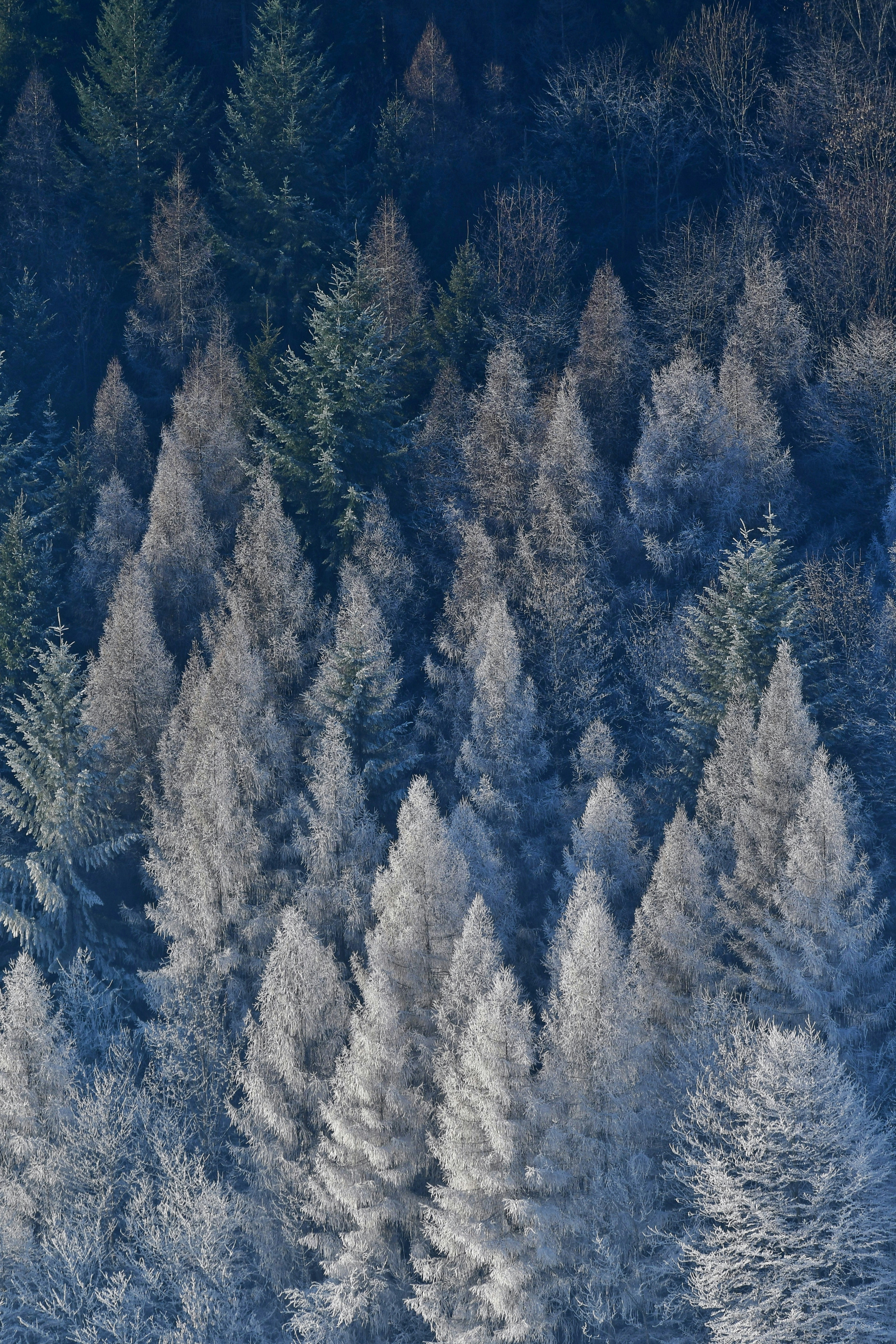 Frost-covered evergreen trees in a dense forest.