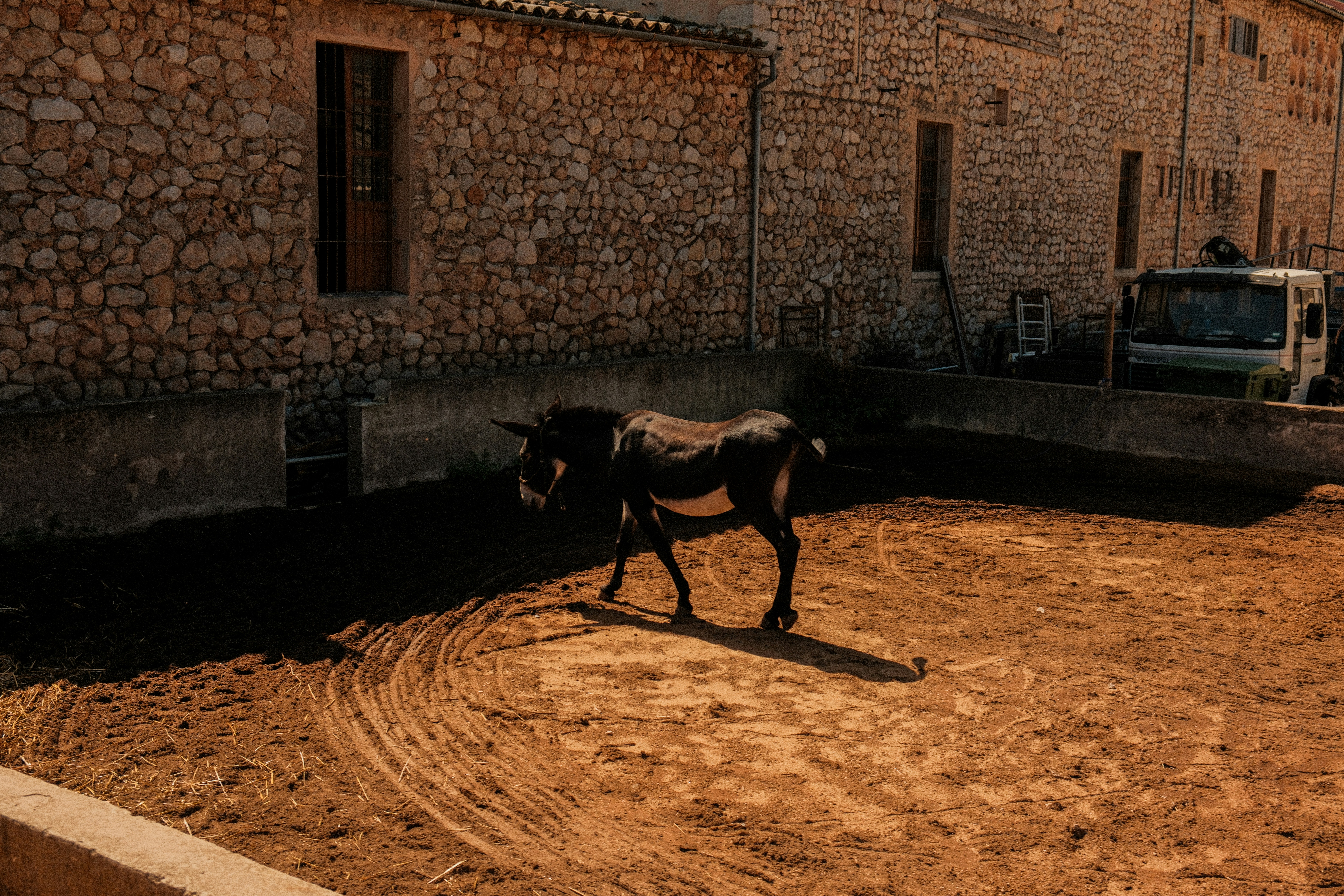 Un âne marche dans un enclos poussiéreux près d’un bâtiment.