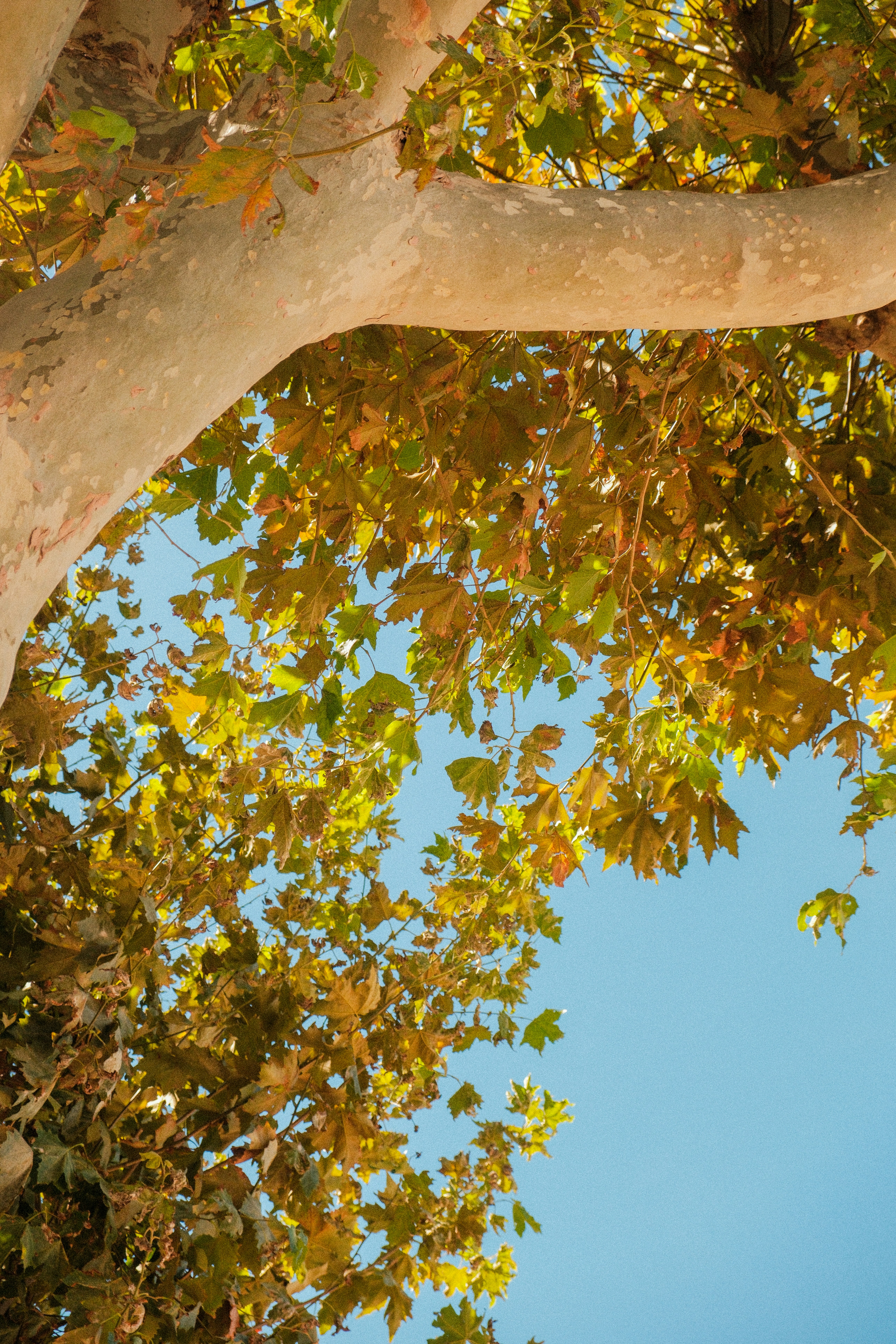 Regardant les feuilles d’automne contre un ciel bleu clair.