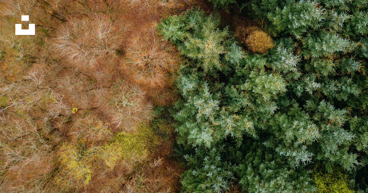 Aerial view of a forest split between seasons photo – Free Forest Image ...