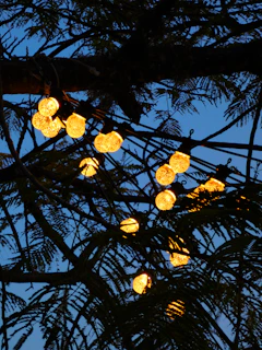 Warm string lights glow on a dark tree branch.