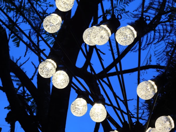 String lights across garden branches at dusk