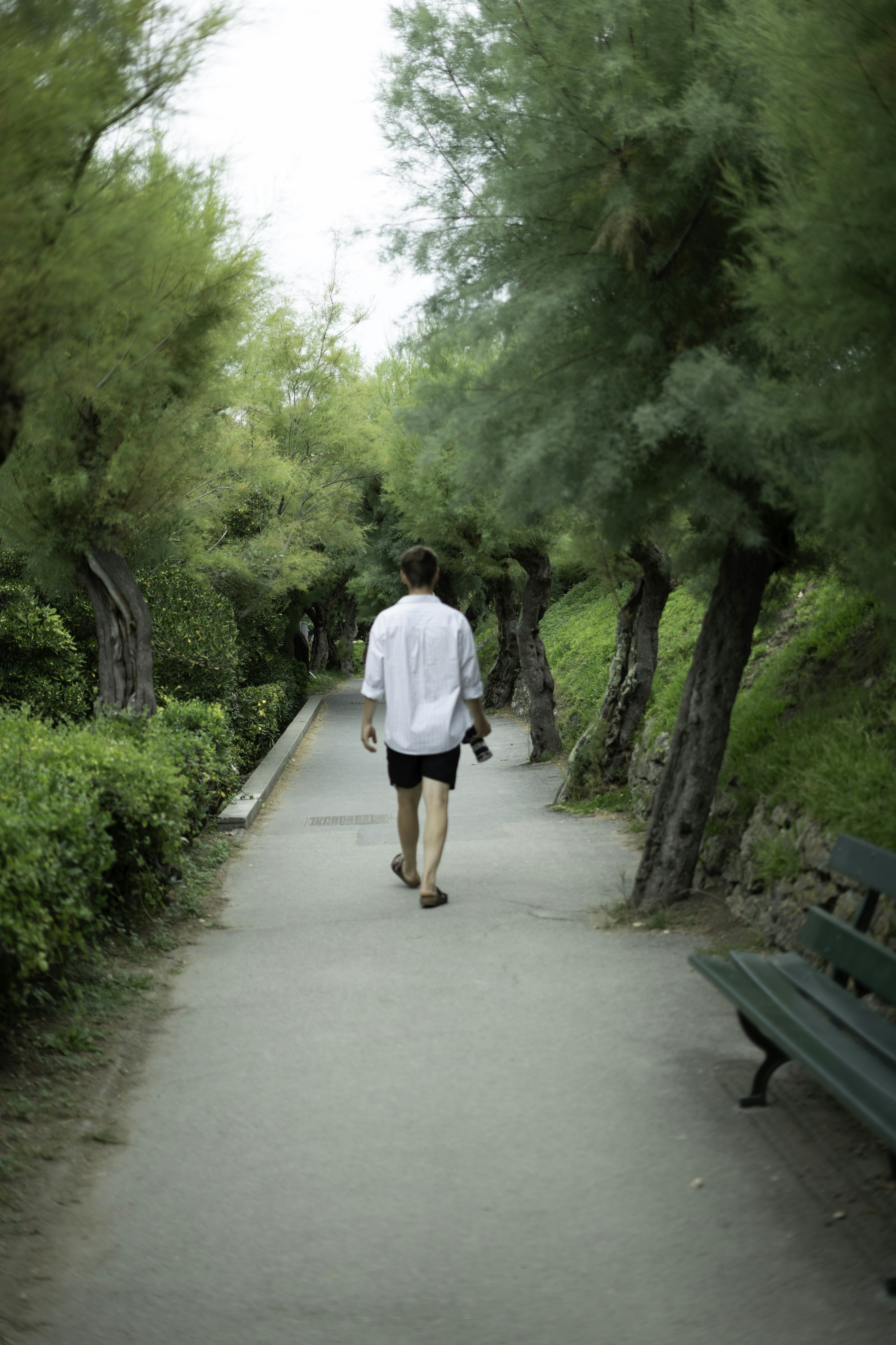 Man walks down a tree-lined park path.