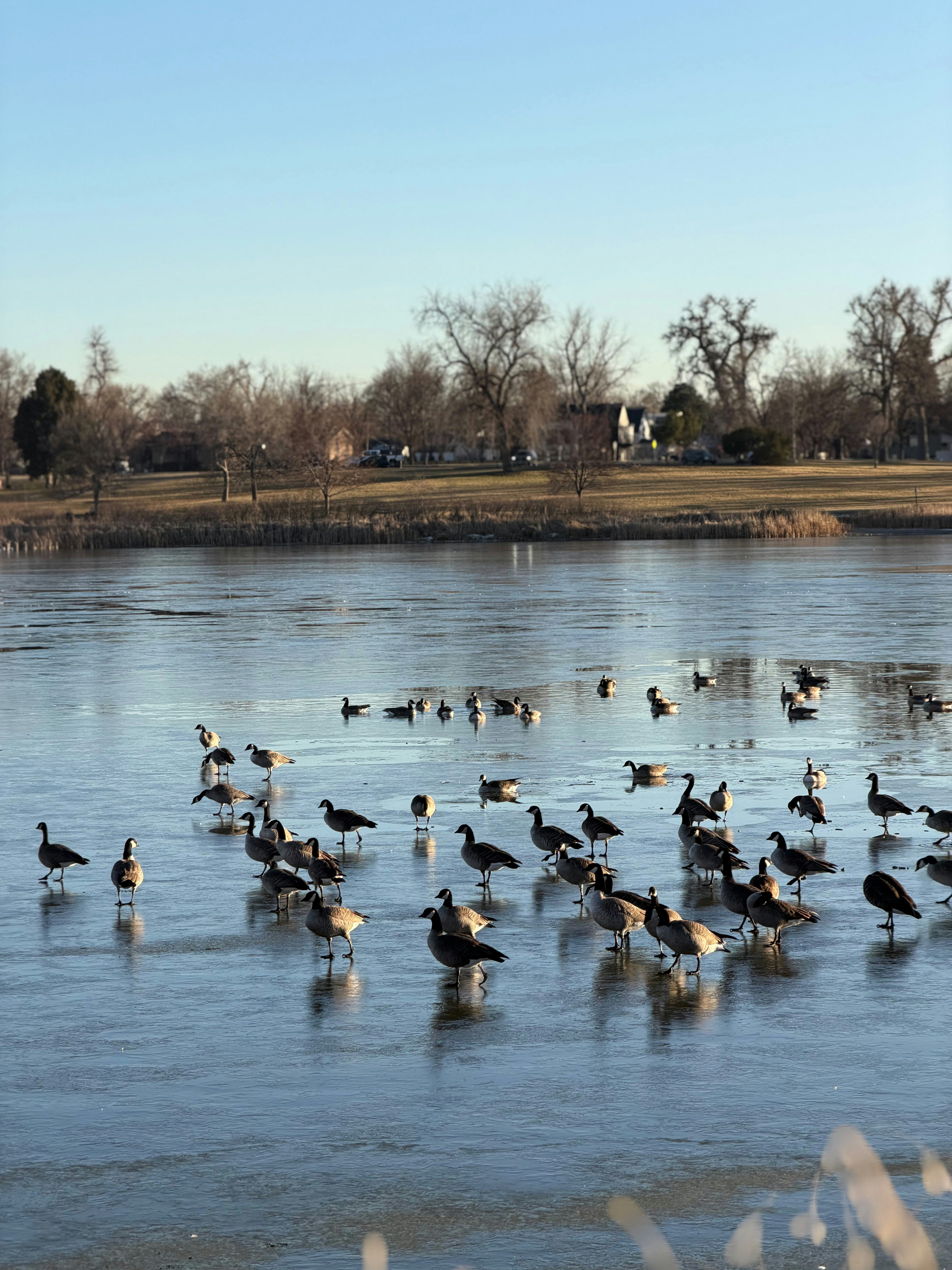 Gansos se reuniam na superfície de um lago parcialmente congelado.