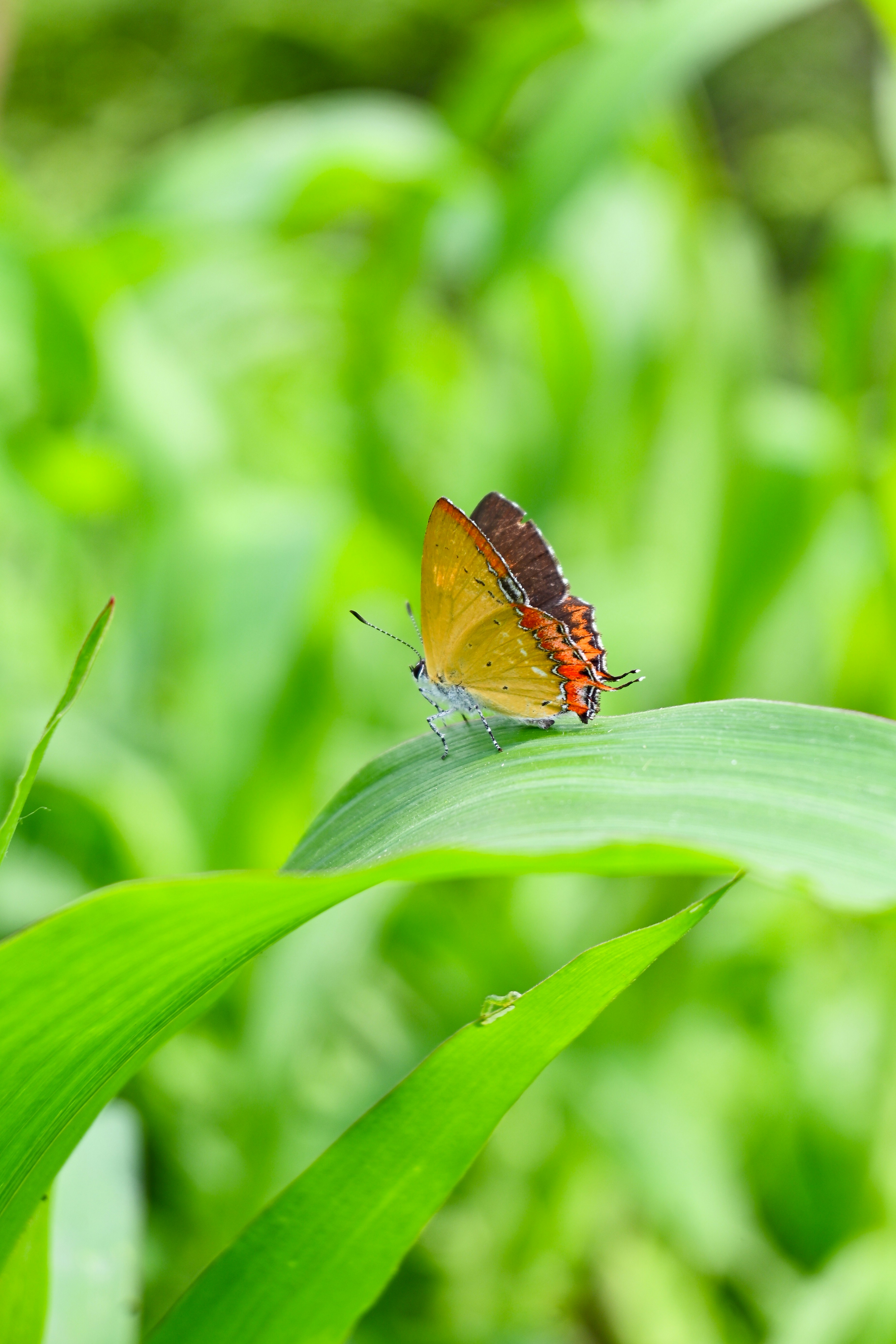 Photo by ujjwalchettri