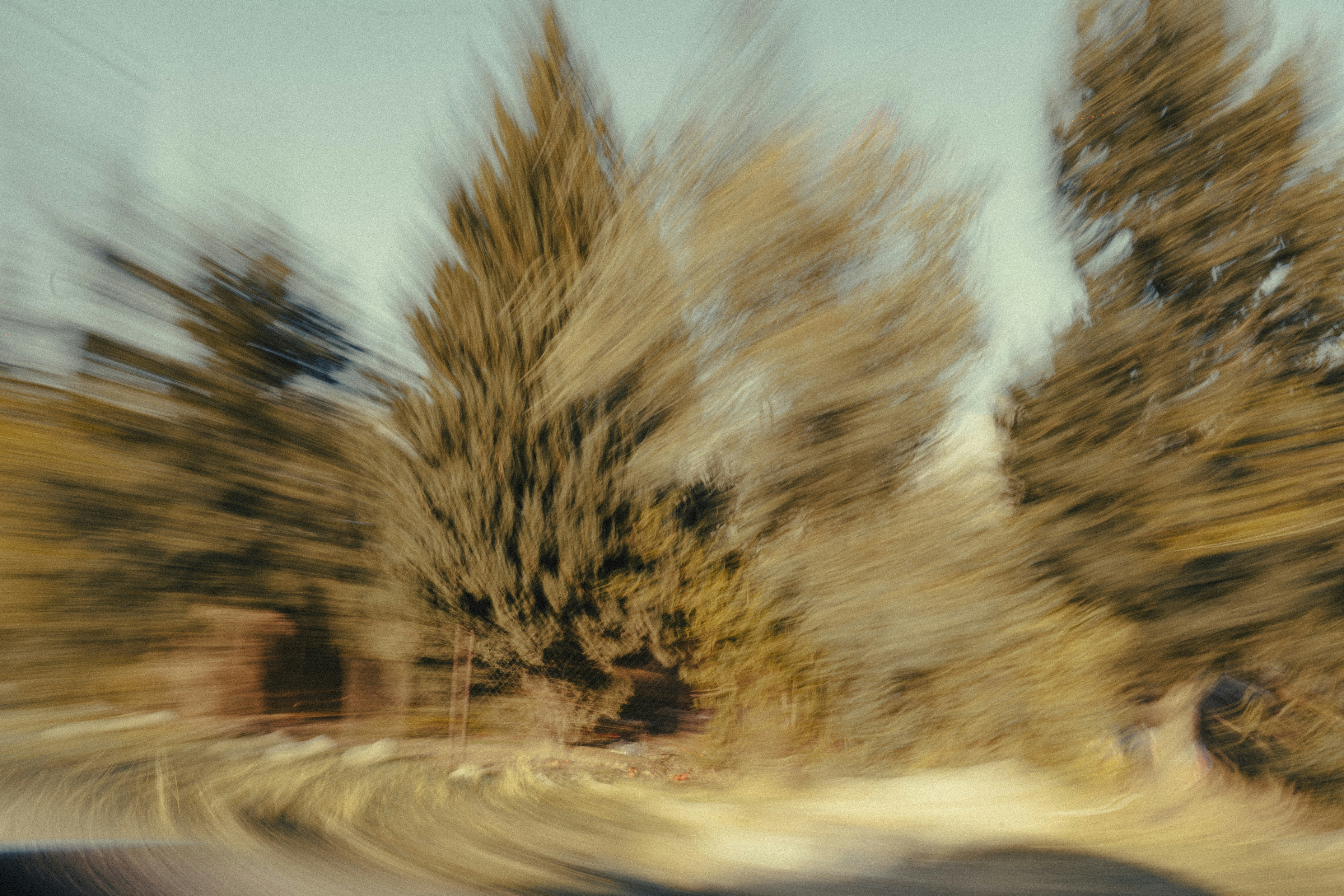 Trees blurred by motion on a sunny day.