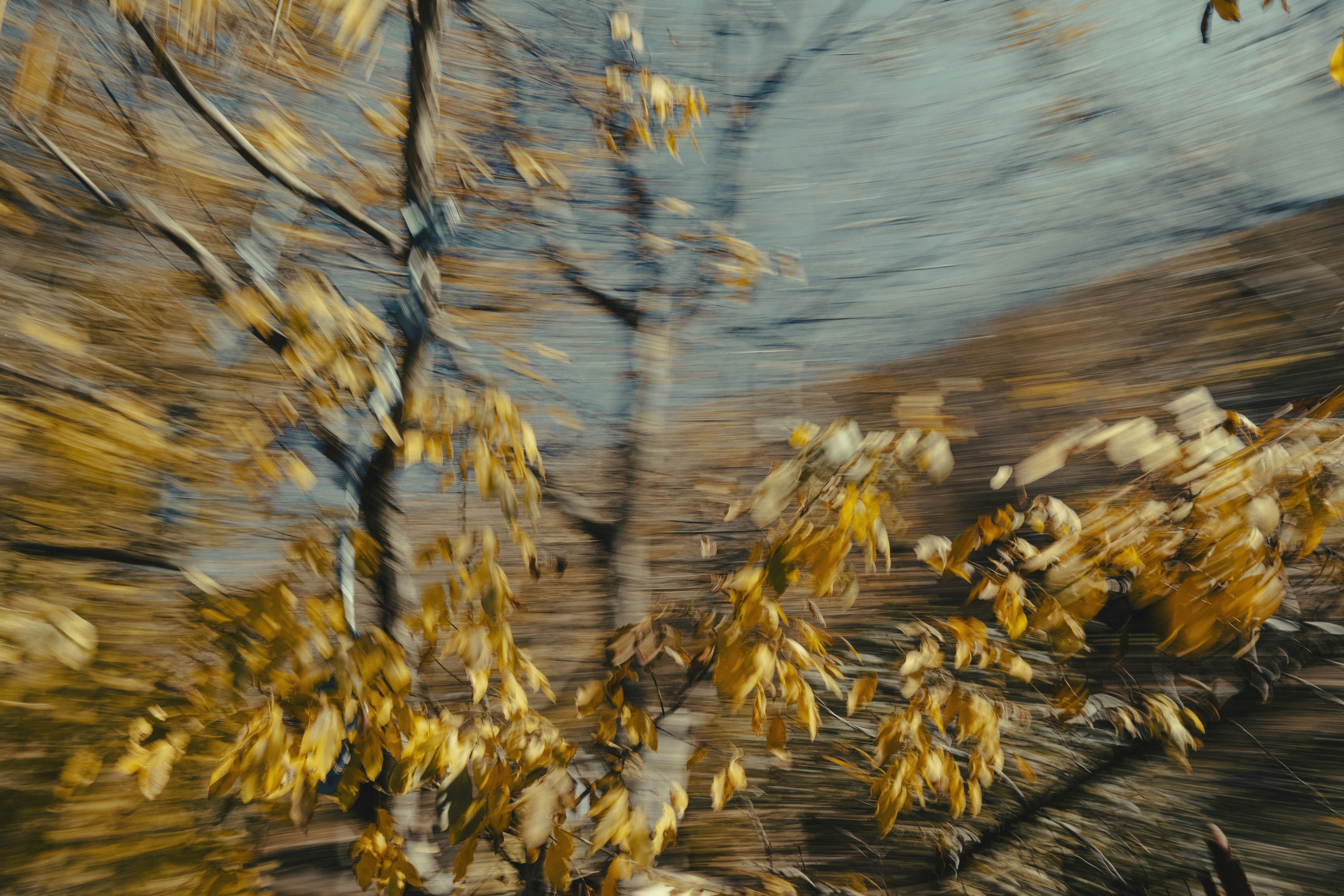 Autumn leaves blur with motion in a forest.