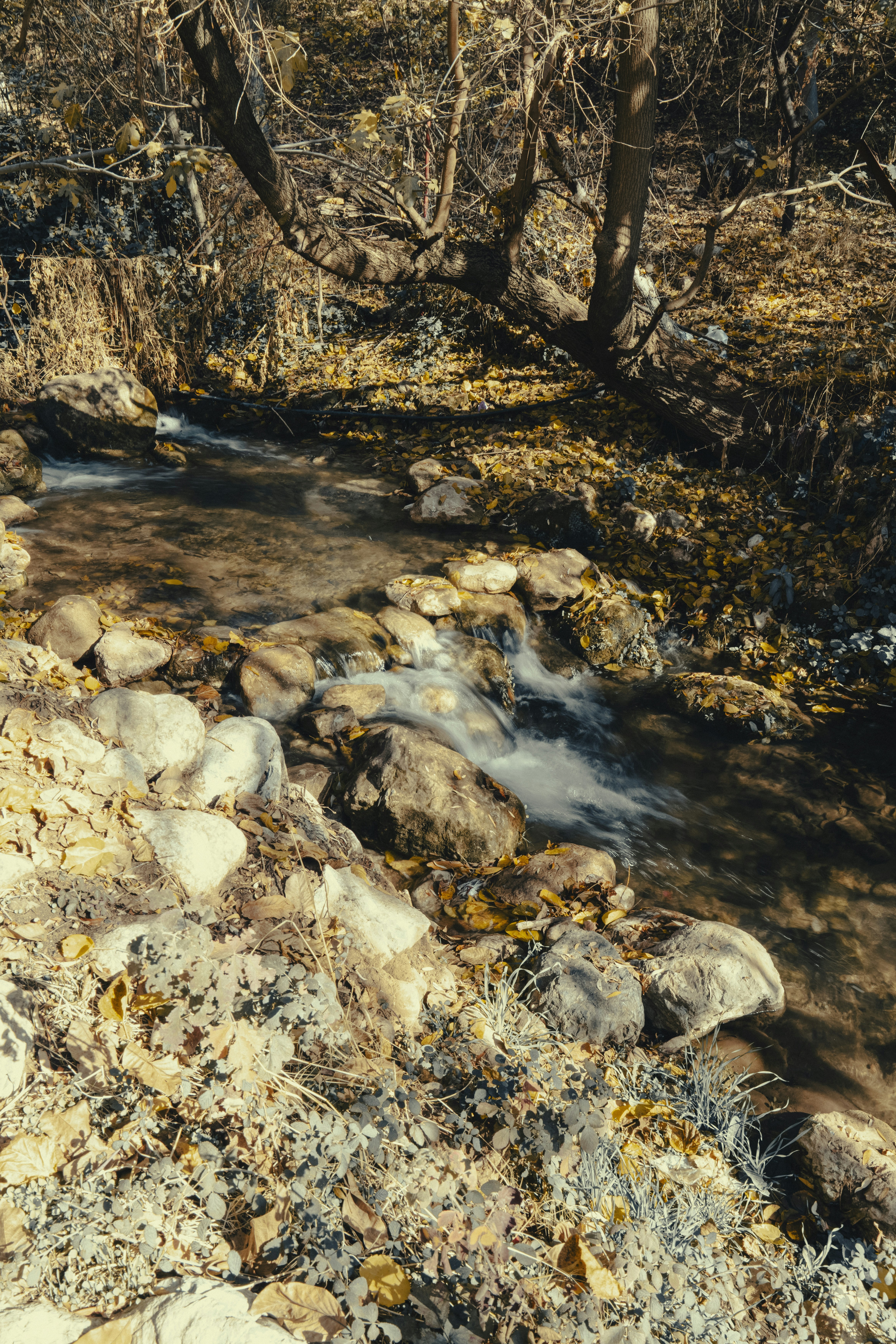 A small stream flows through a rocky, wooded area.