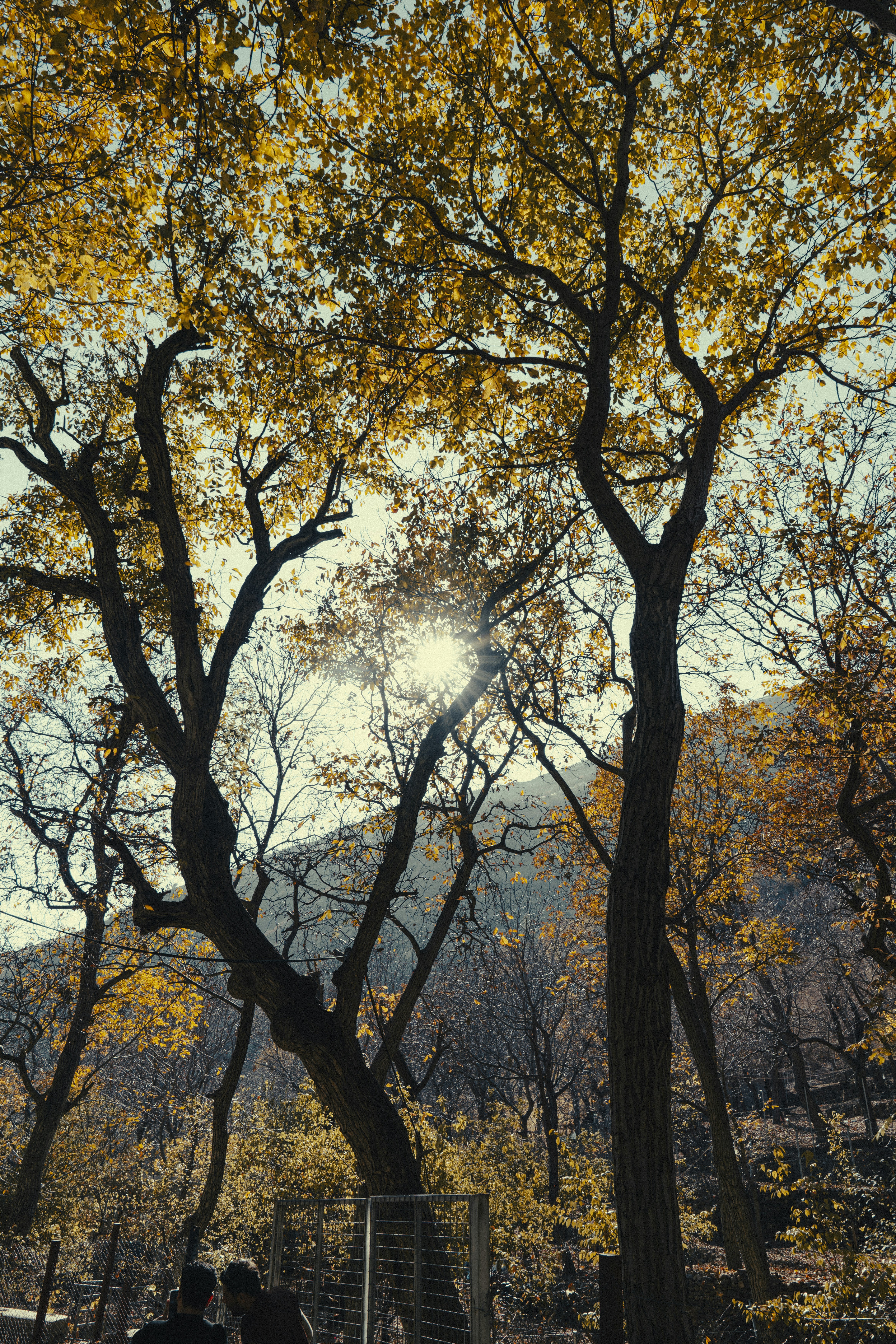 Sunlight filters through autumn trees with bare branches.