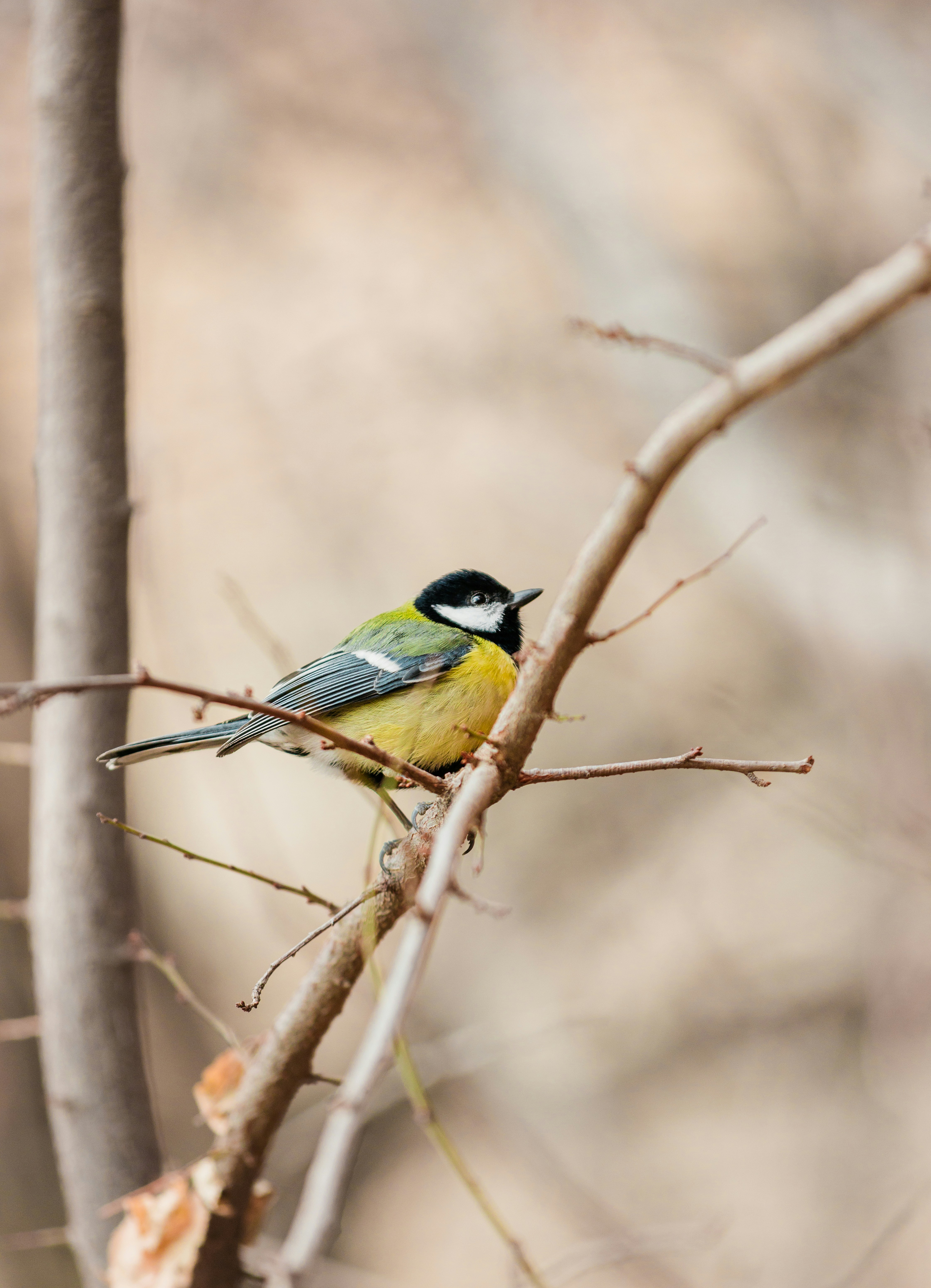 A small bird perched on a tree branch.