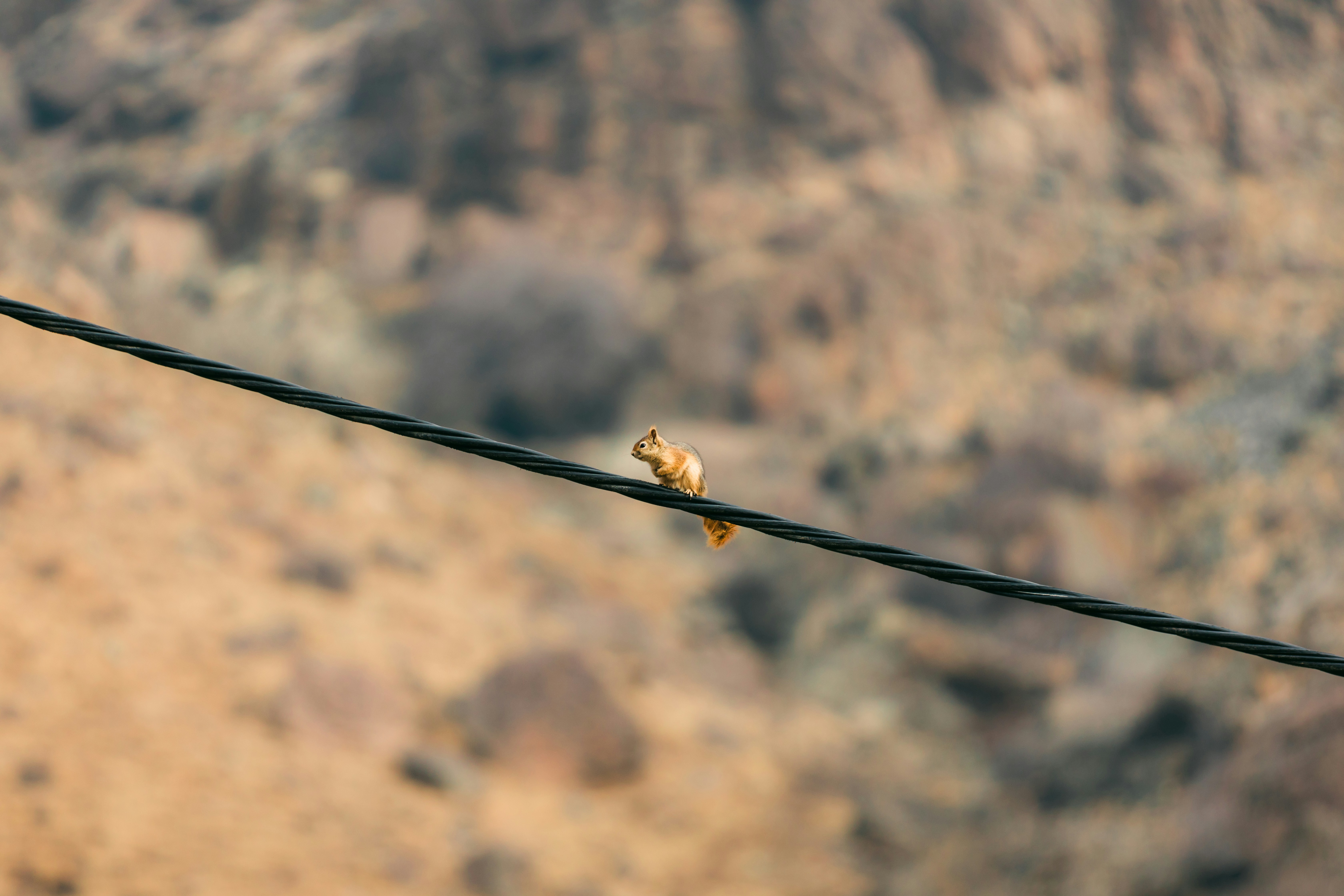 A small bird perched on a wire.